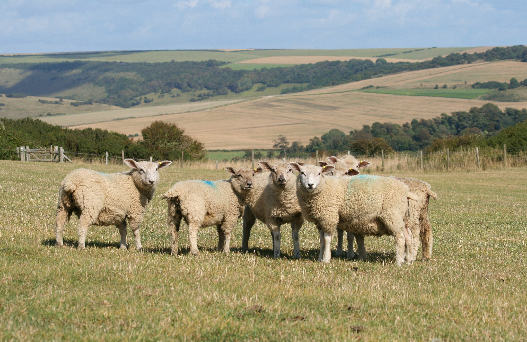 Effects of Thymus Root Condensed Tannins on Growth Performance, Rumen Fermentation, and Immunity in Lake Sheep