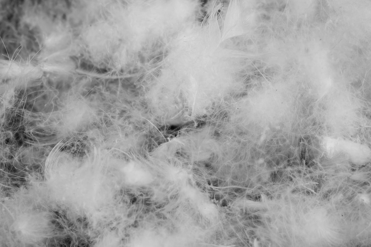 北京鸭绒：温暖与舒适的完美结合