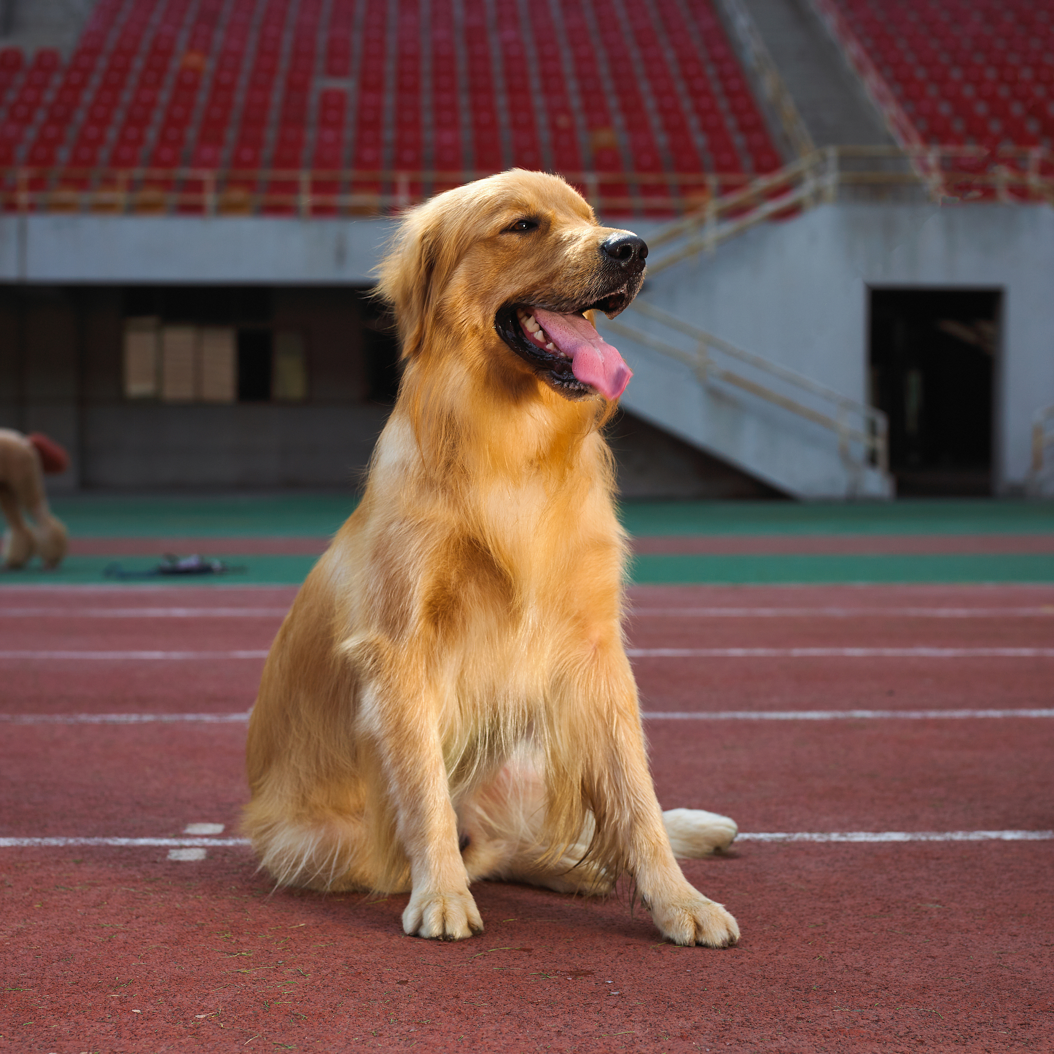 给一只公金毛犬取名字！