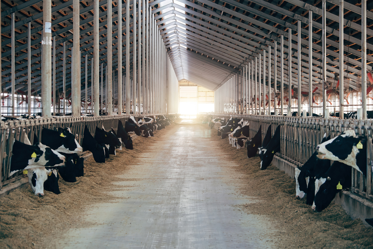 奶牛个体识别：推动中国奶牛养殖现代化发展