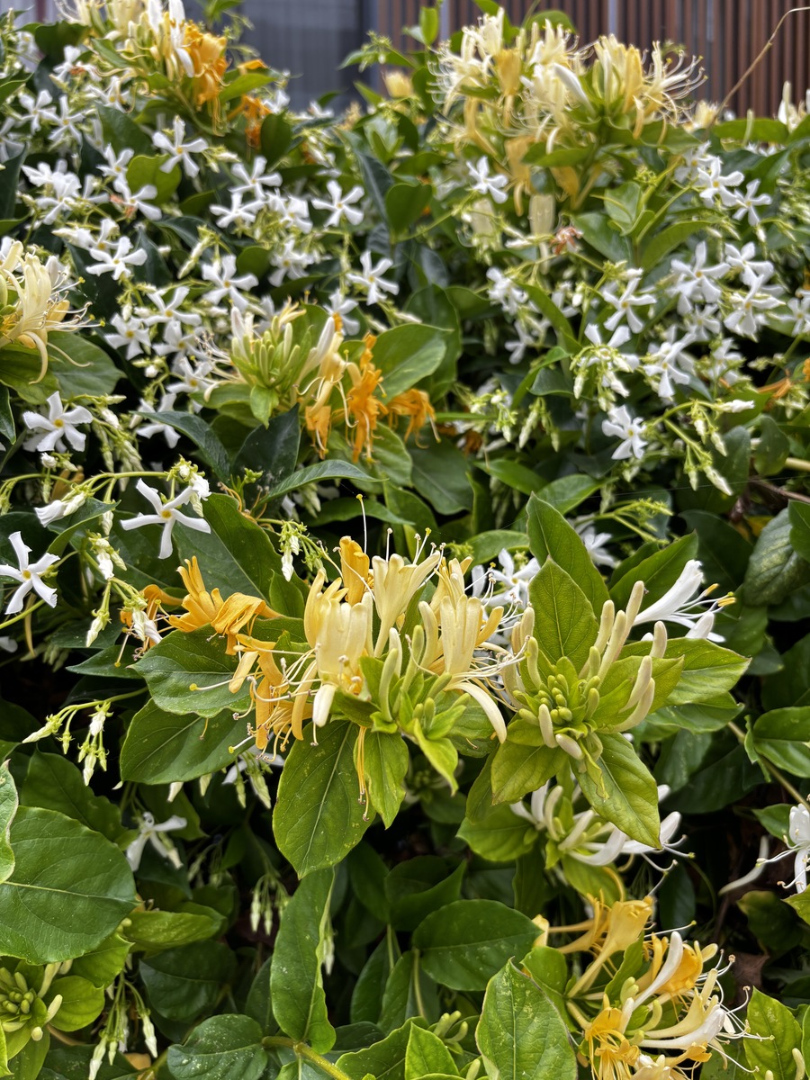 金银花种植：开花 vs 不开花，哪种适合你？