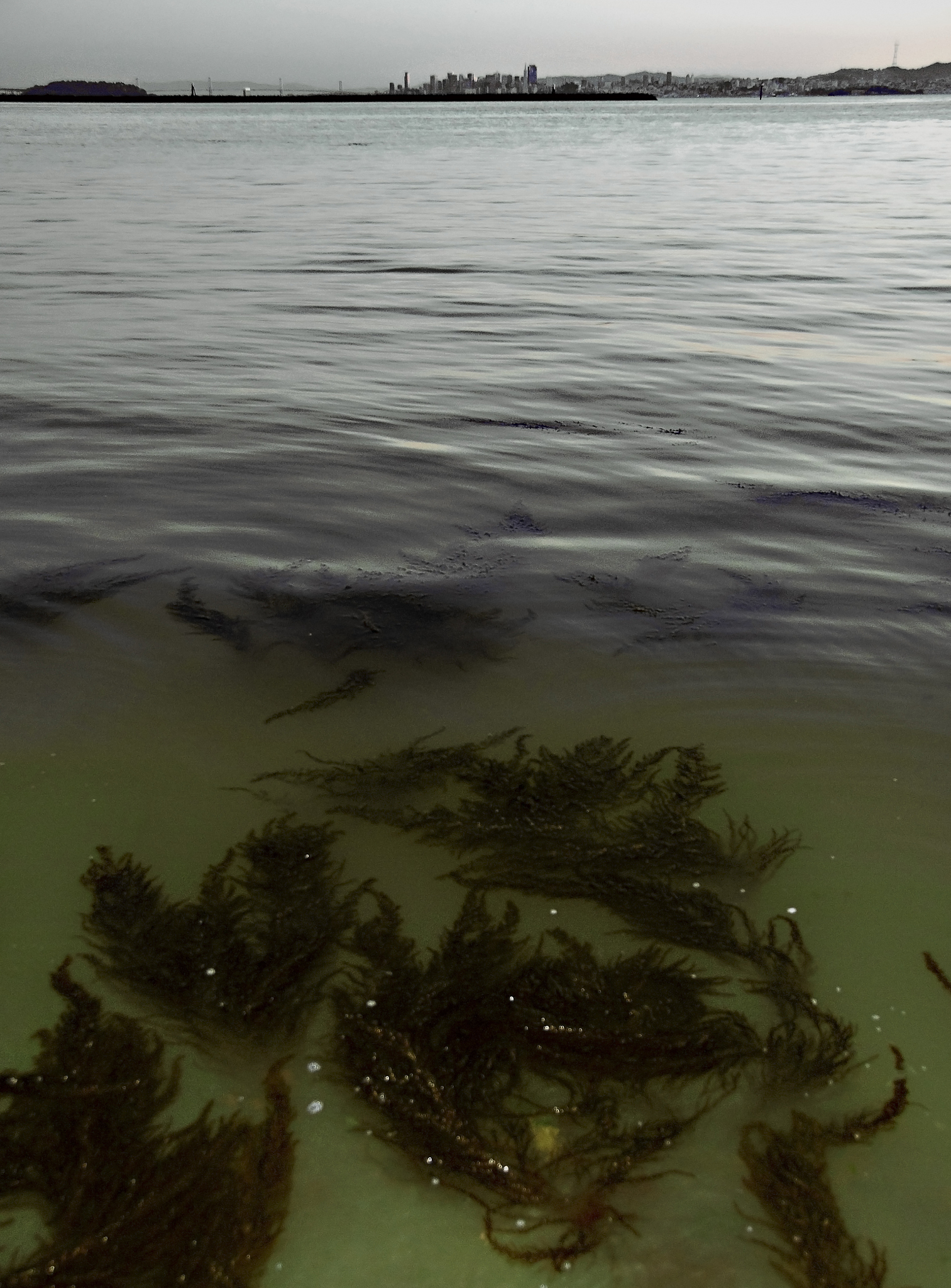 日本核废水排海：对海洋环境的潜在影响