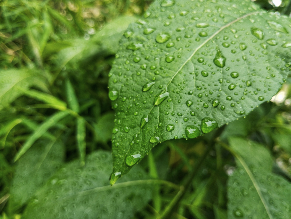 雨水的奇妙旅行：从天到地，滋养万物