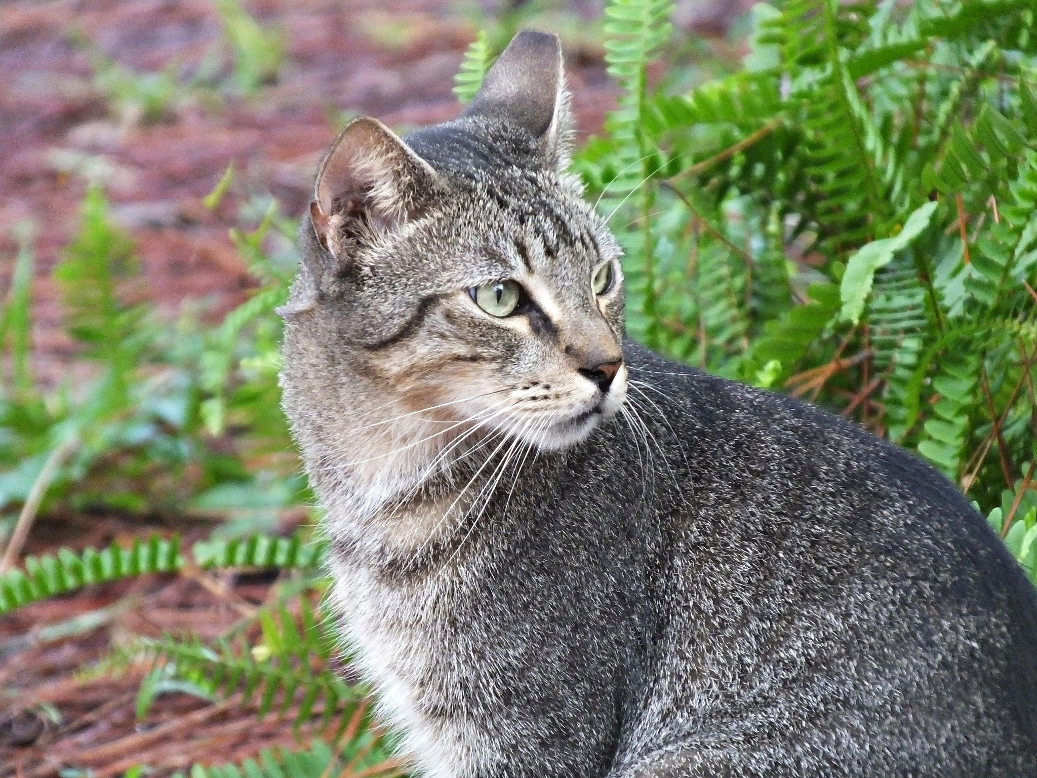 apakah kucing berevolusi