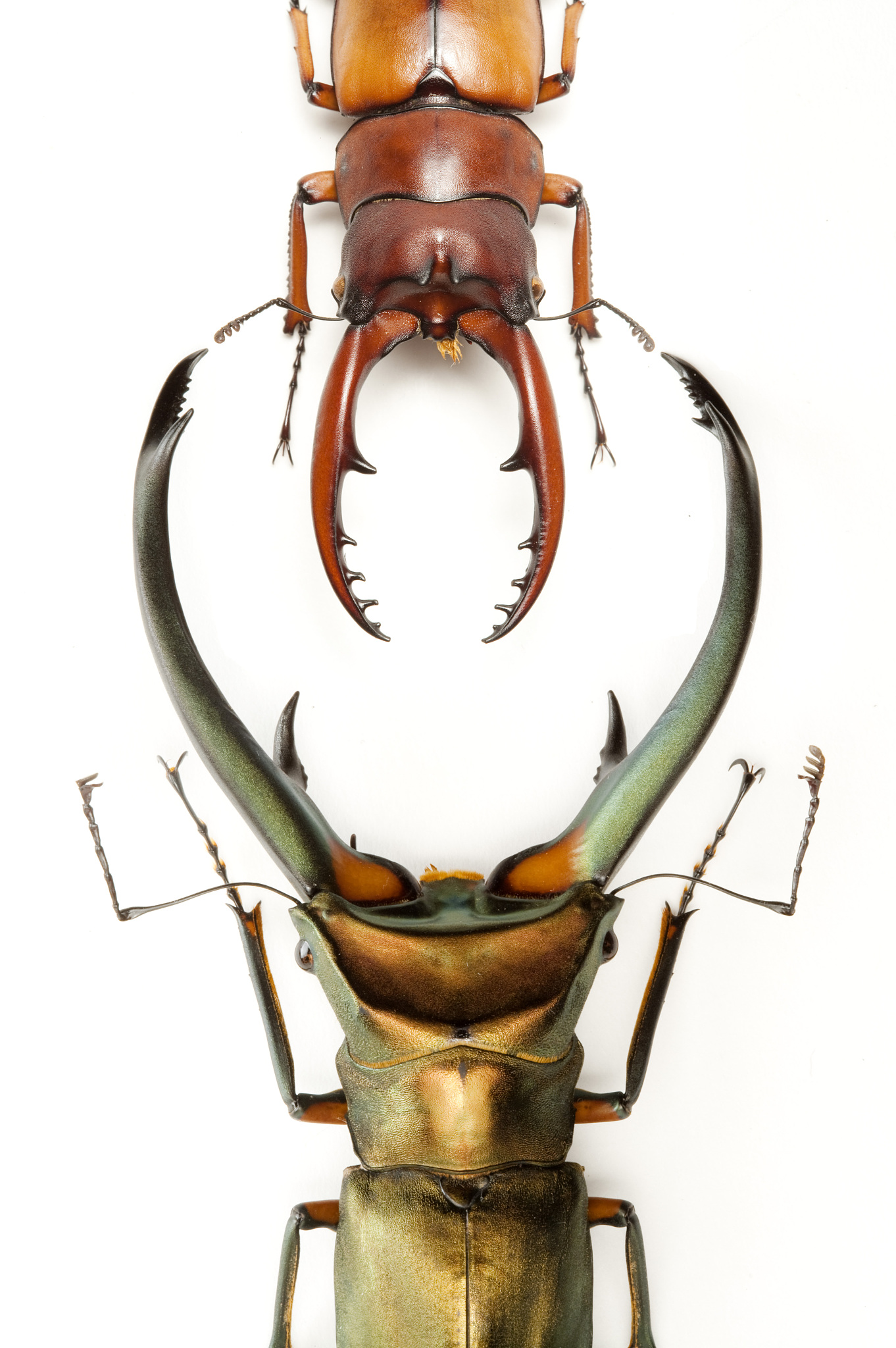 步甲是昆虫纲鞘翅目步甲科昆虫食性多样对环境活应能力较强是土生态系统的重要生物组成成份也是栖息在地表种类最多数量最庞大的土壤动物类群之一。不同植被类型、年龄阶段、枯落物性质、地形地貌等因素均可能对地表甲虫群落的组成、结构及时空分布产生影响而地表甲虫能够加速林内枯死木、腐木分解和养分循环其物种多样性变化可做为表征生态系统环境变化的重要指标。近年来随着生态文明建设力度的不断加大和环境问题关注度的不断提高