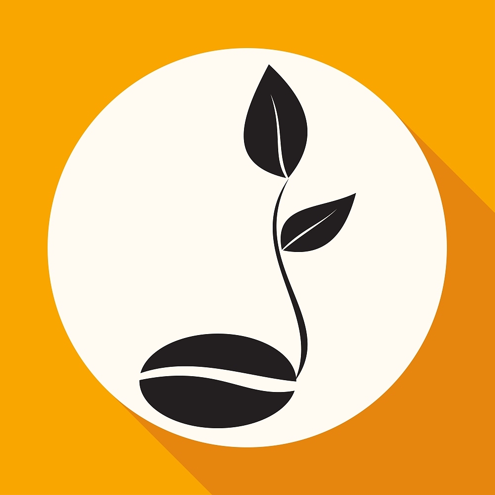 coffee seedlings