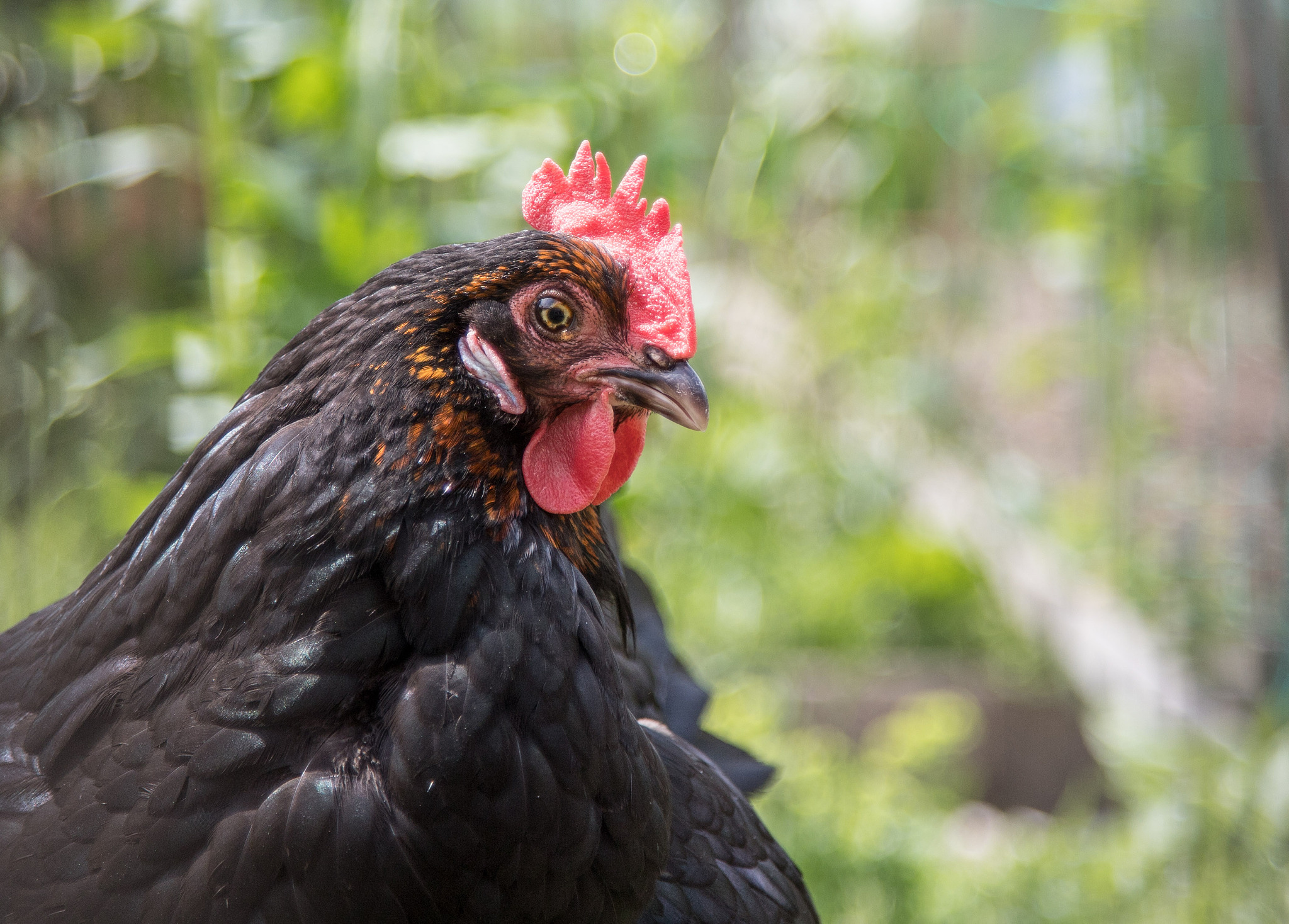 chicken in the own garden, close up of the head