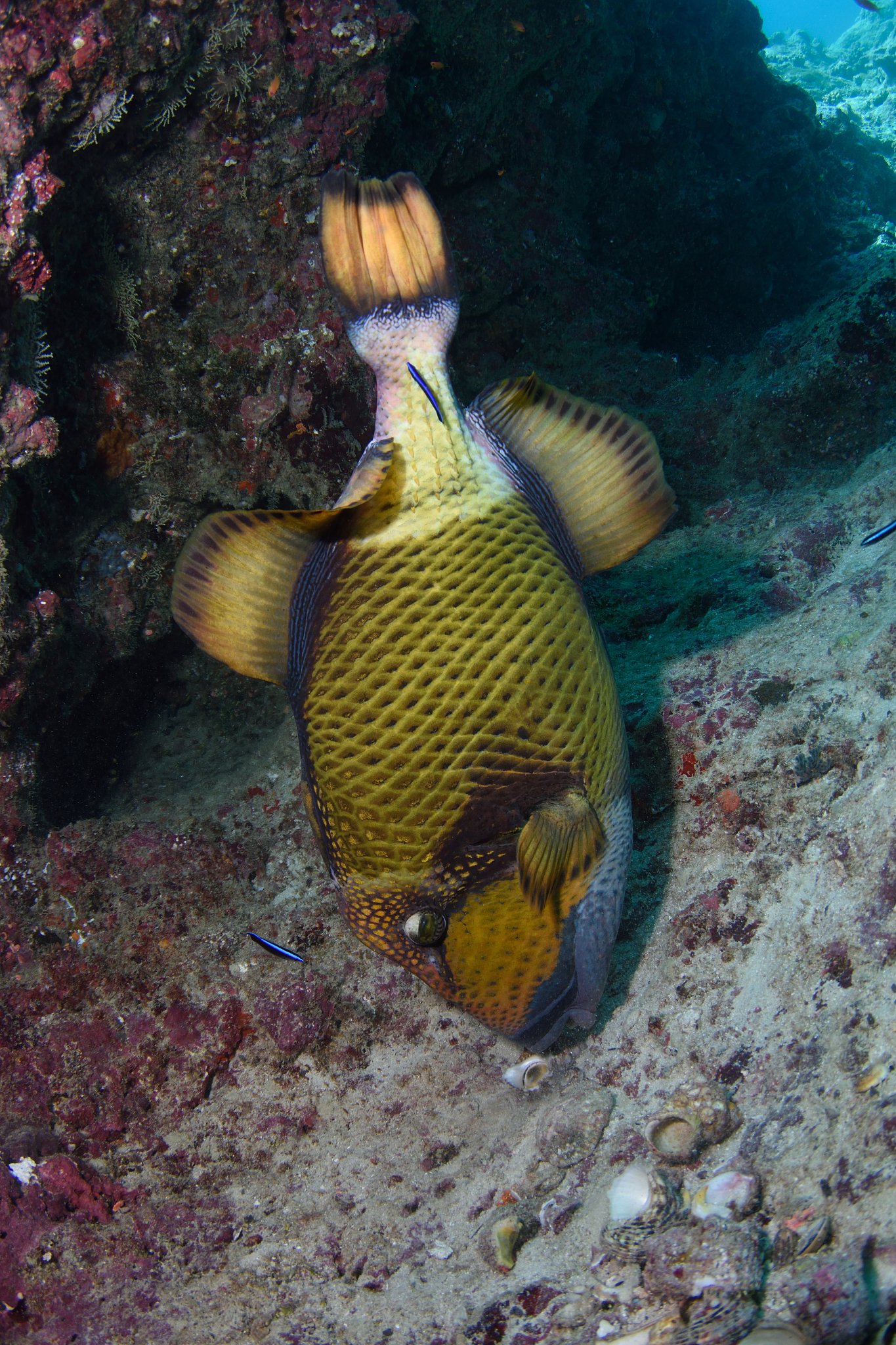 titan triggerfish, maldives