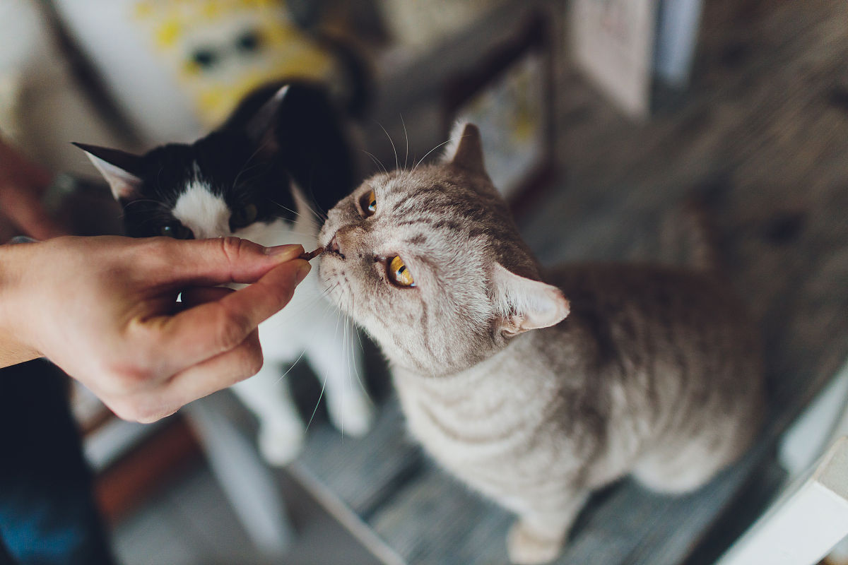 爆笑！爱干净的小明VS捣蛋猫咪，谁才是真正的“主角”？