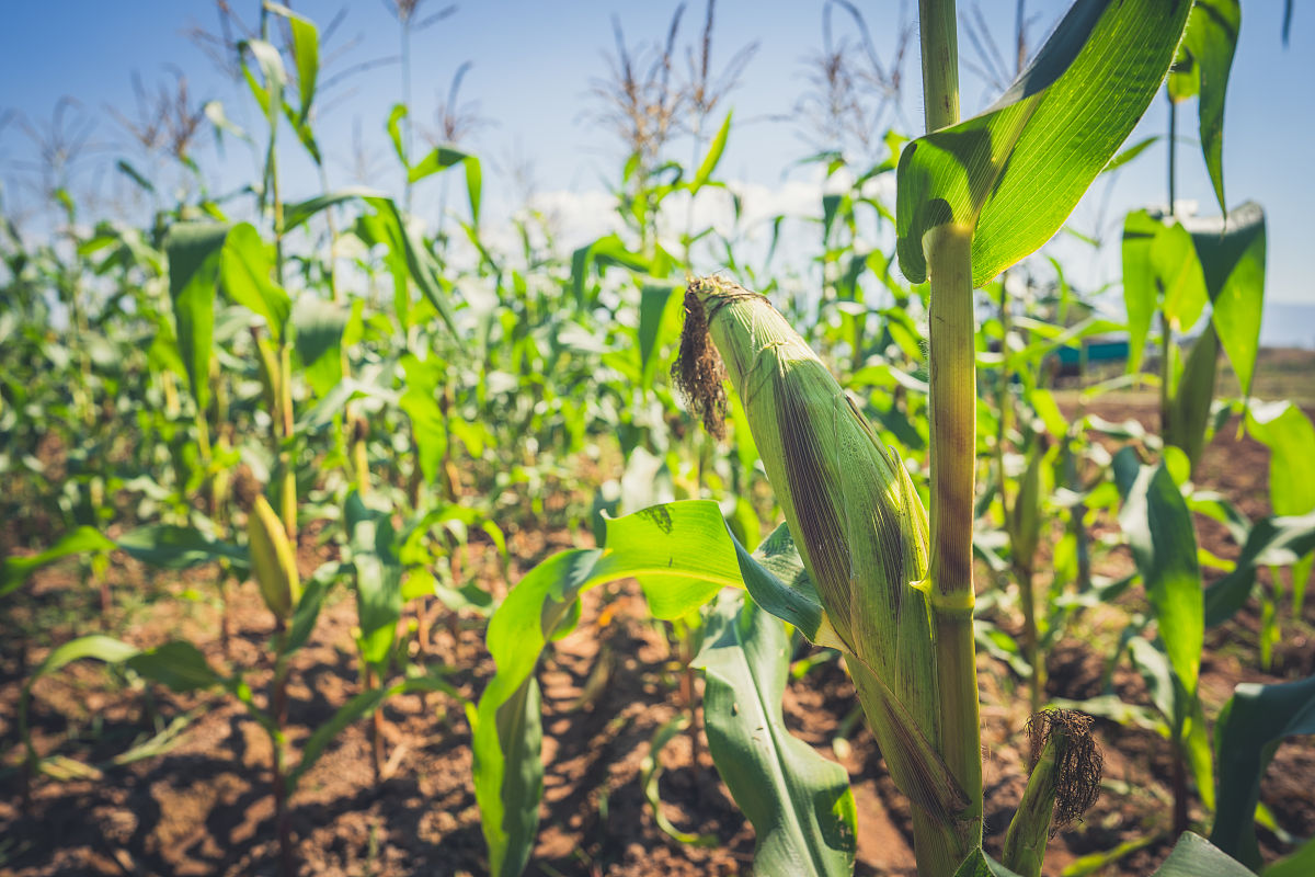 玉米田浇水 - 计算玉米品质平均数