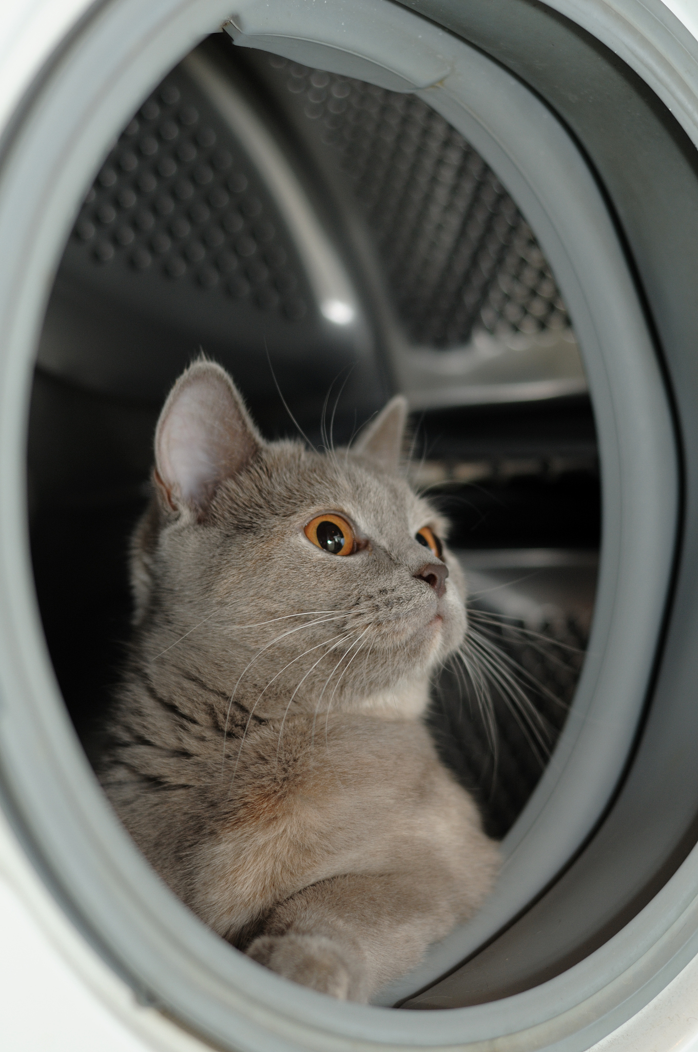 猫被困洗衣机：如何安全救援和预防