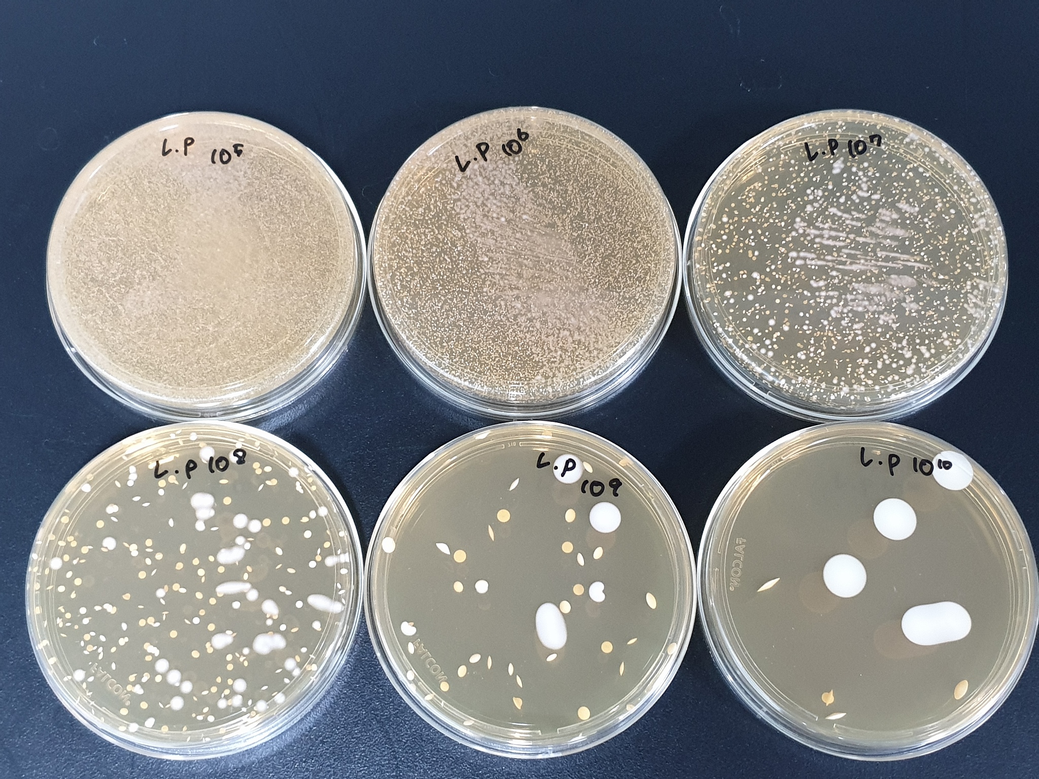 乳糖不发酵的都是非致病菌吗