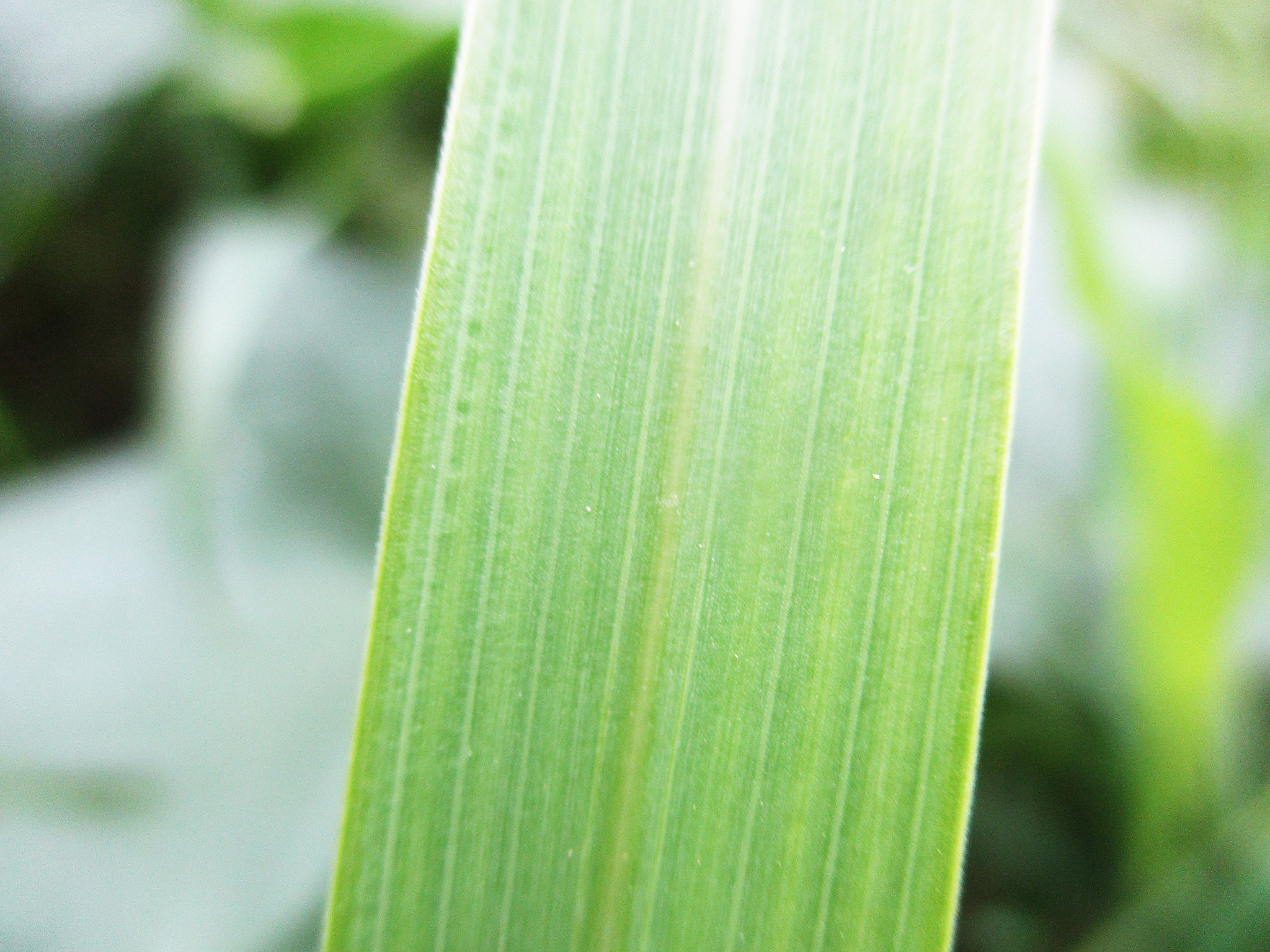 小麦病虫害防治技术研究综述