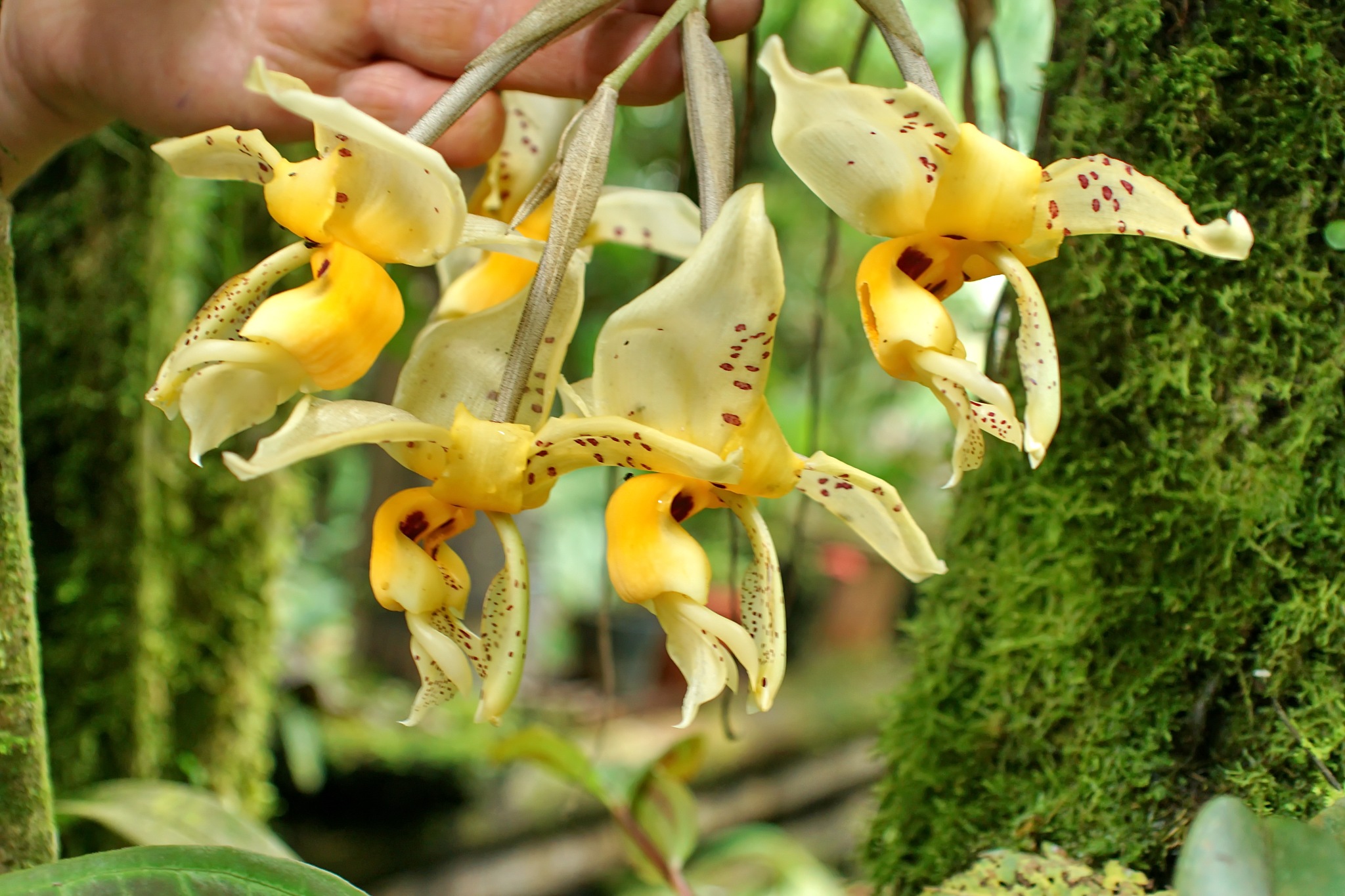 cluster of yellow orchids