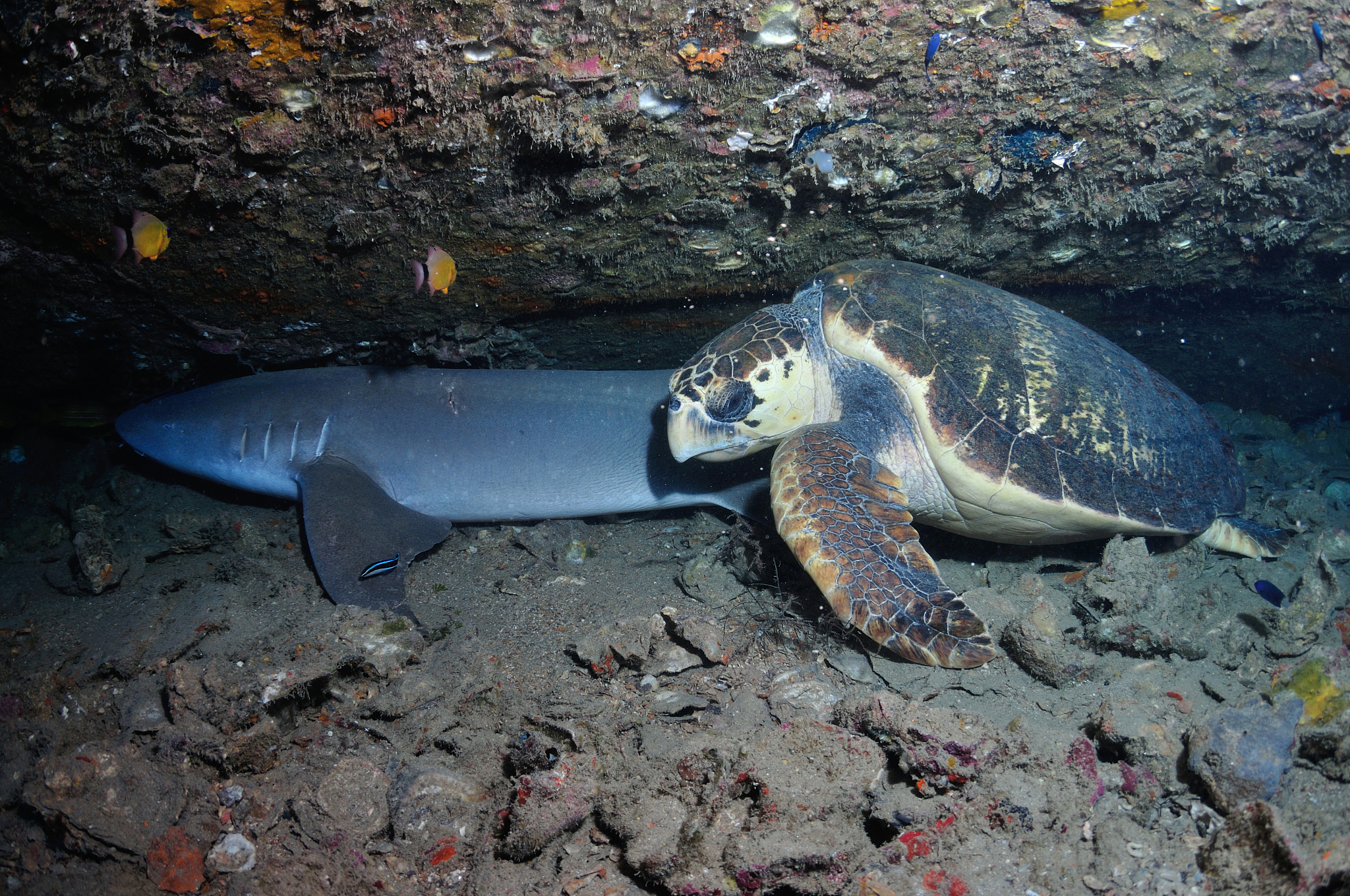 tawny nurse shark and loggerhead turtle, great barrier reef, tow