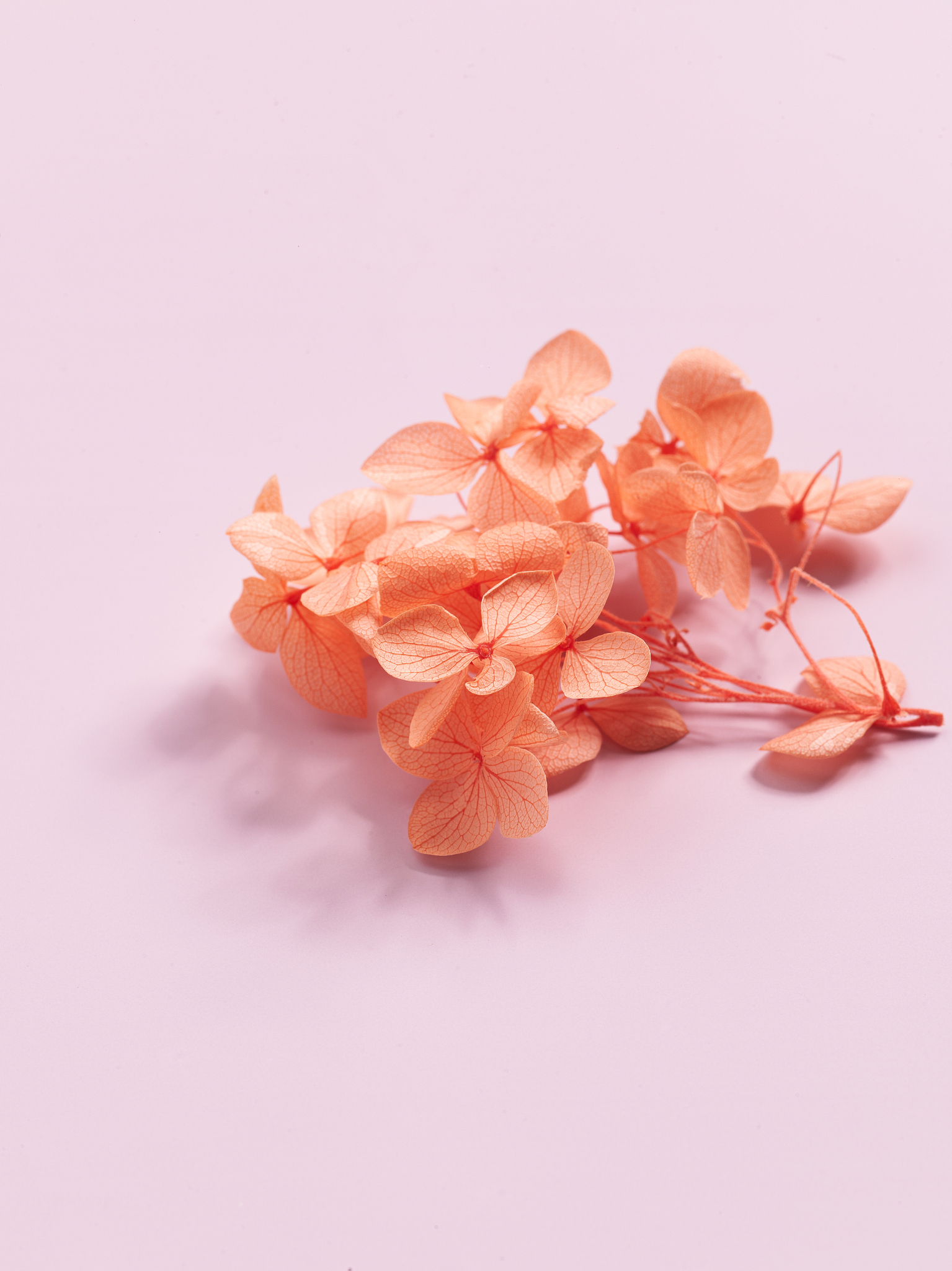 永生花胸针diy活动策划案的活动内容