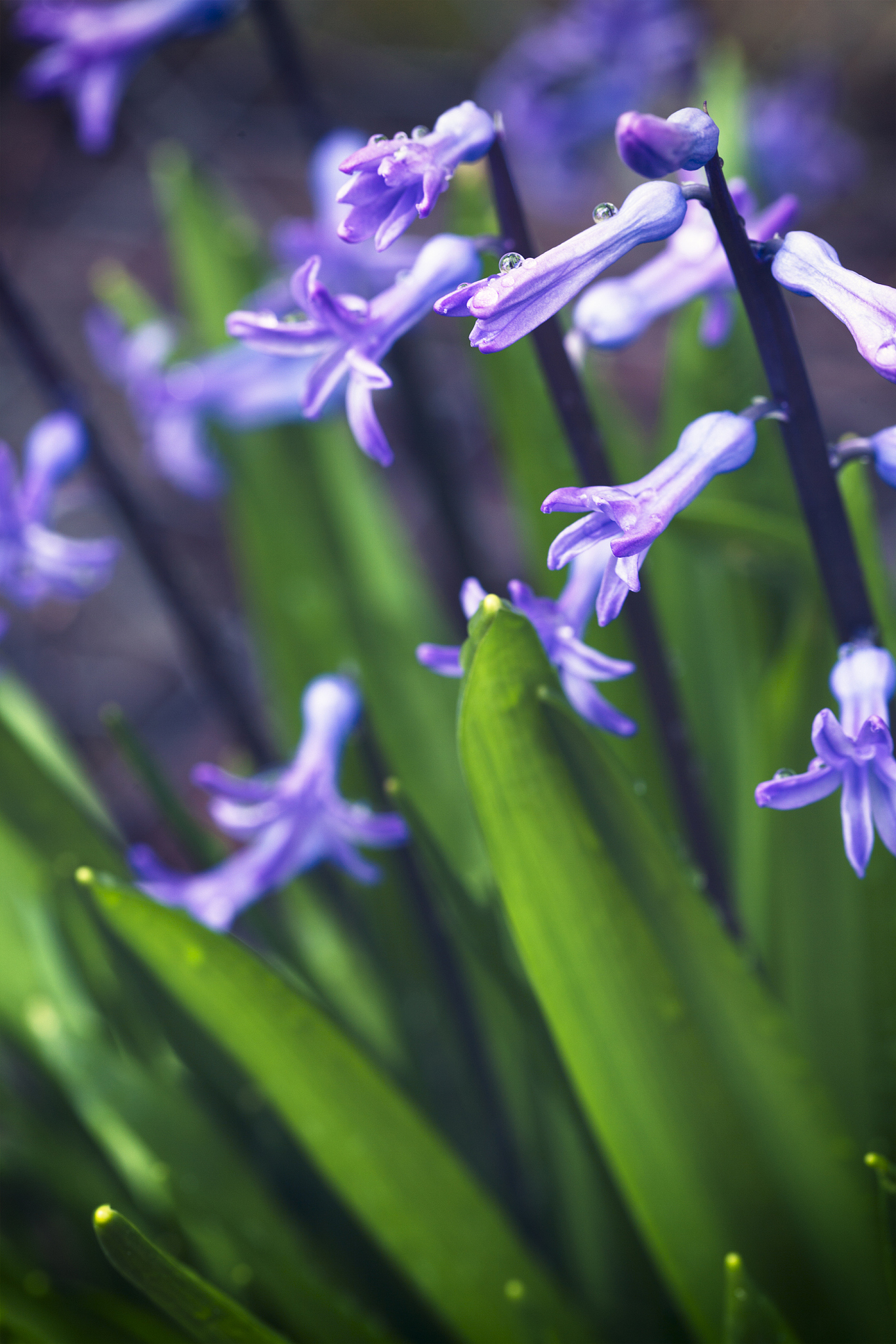 purple flowers with water drops