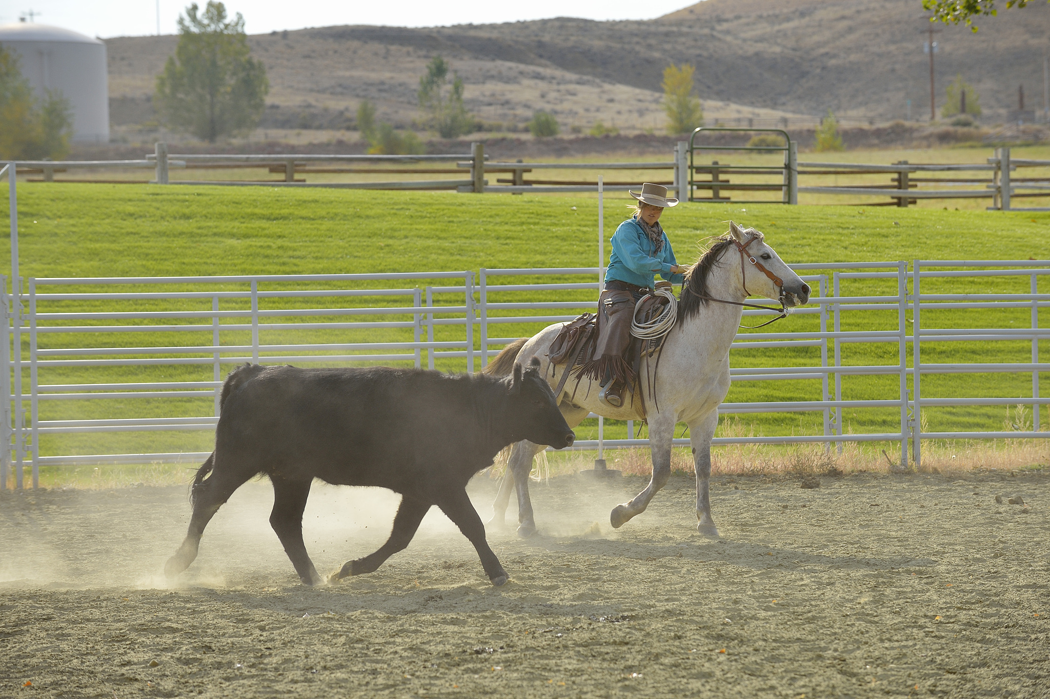 usa, wyoming, cowboy herding cattle