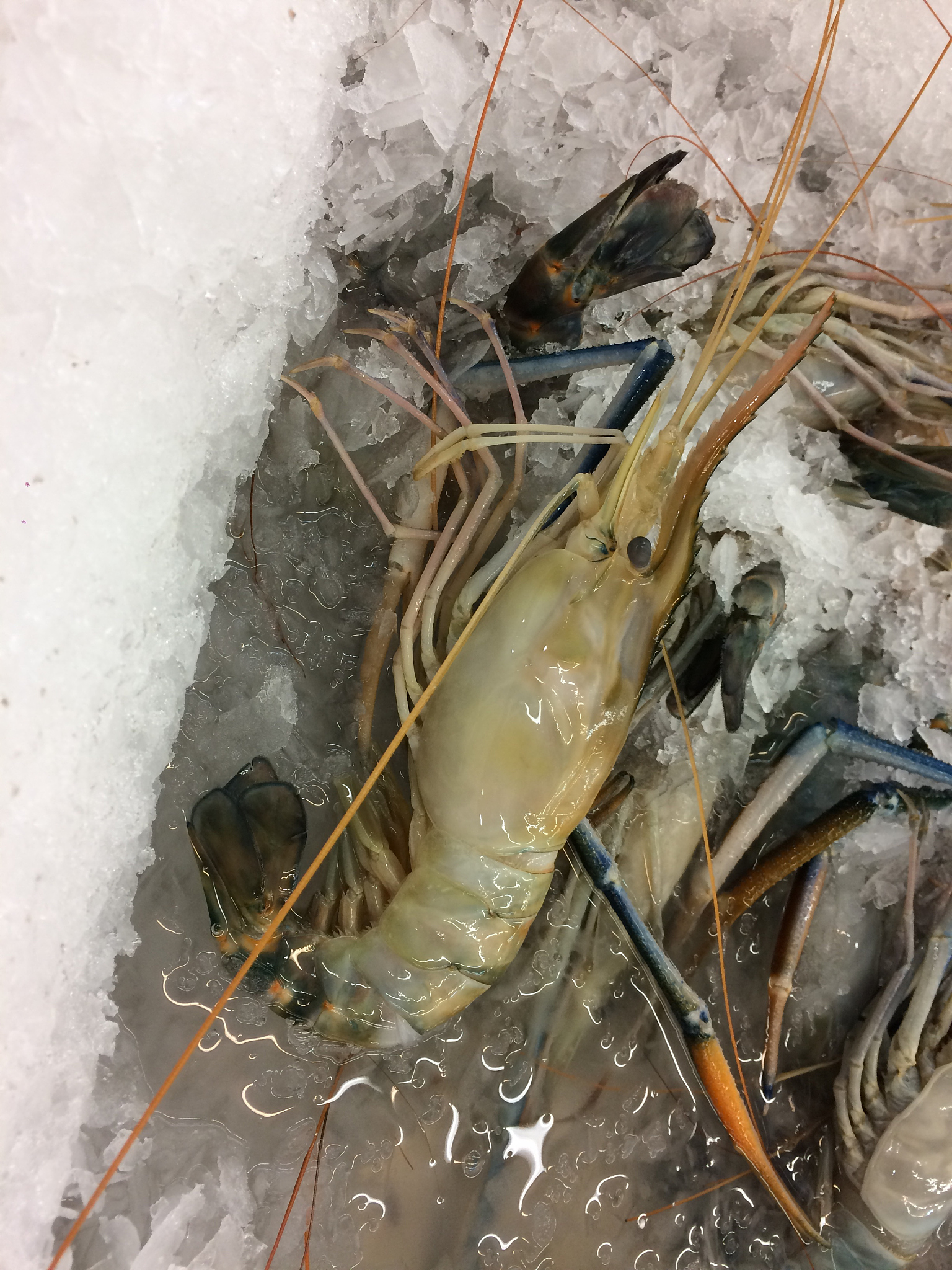 白虾养殖技术指南 - 从水质管理到病害防治