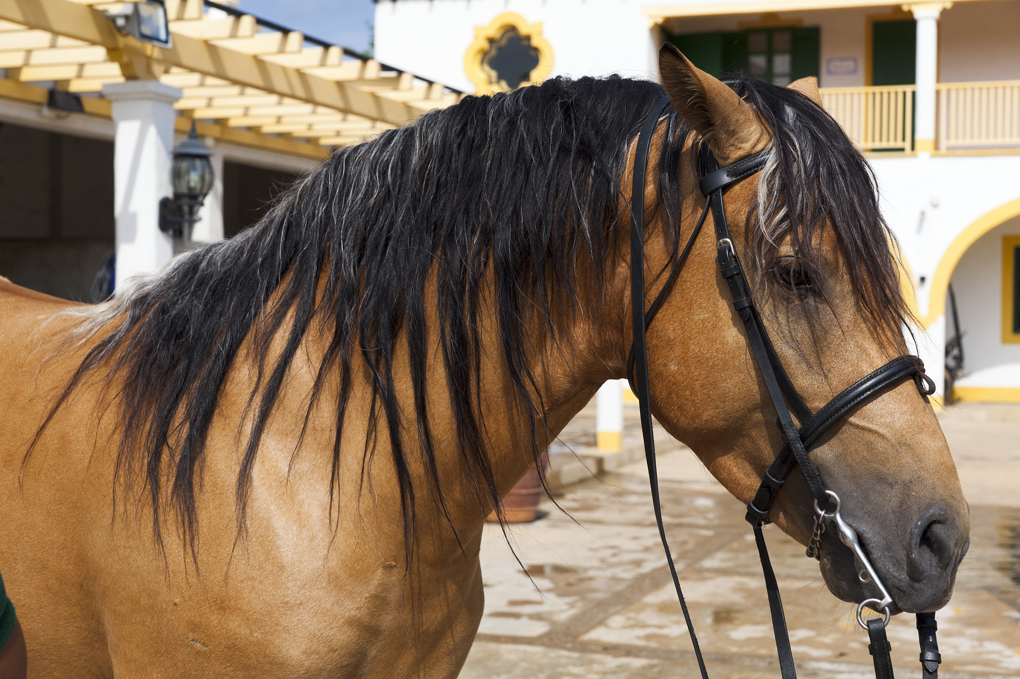 horses's head