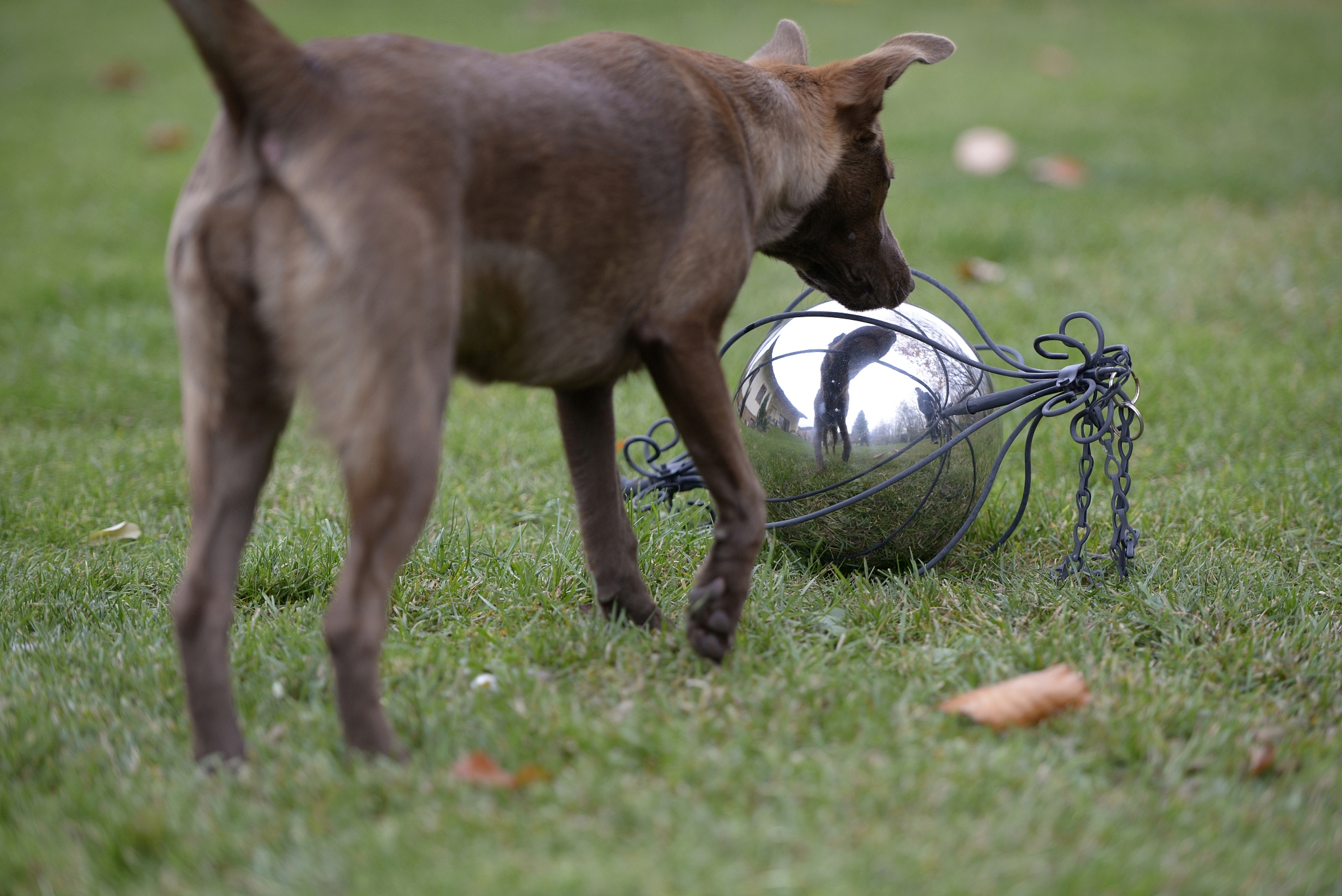 家畜和宠物动物繁殖研究期刊 - REPRODUCTION IN DOMESTIC ANIMALS