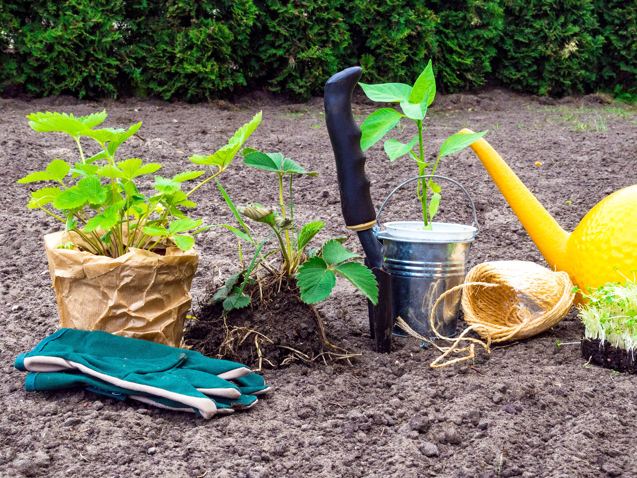 Gardeners' Review: Honest Reviews & Expert Guides for Your Garden