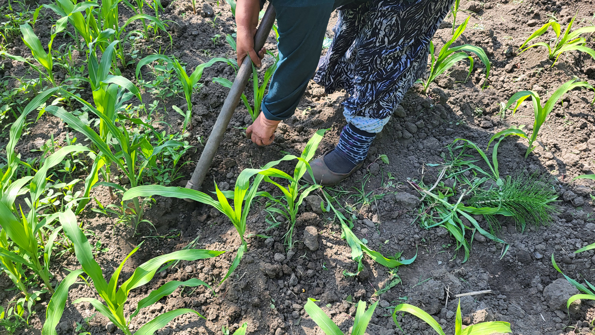 种豆角出苗长出真叶能封土吗