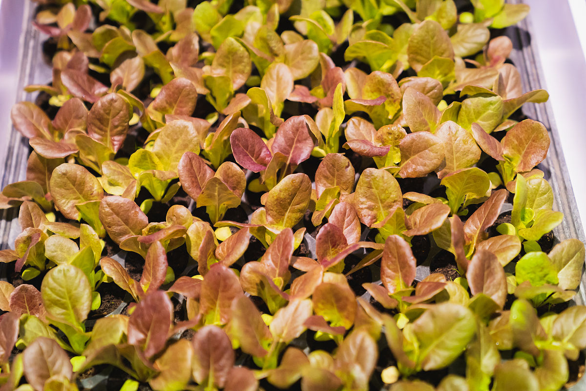 云南曲靖农业学校2019年五年制高职专业设置