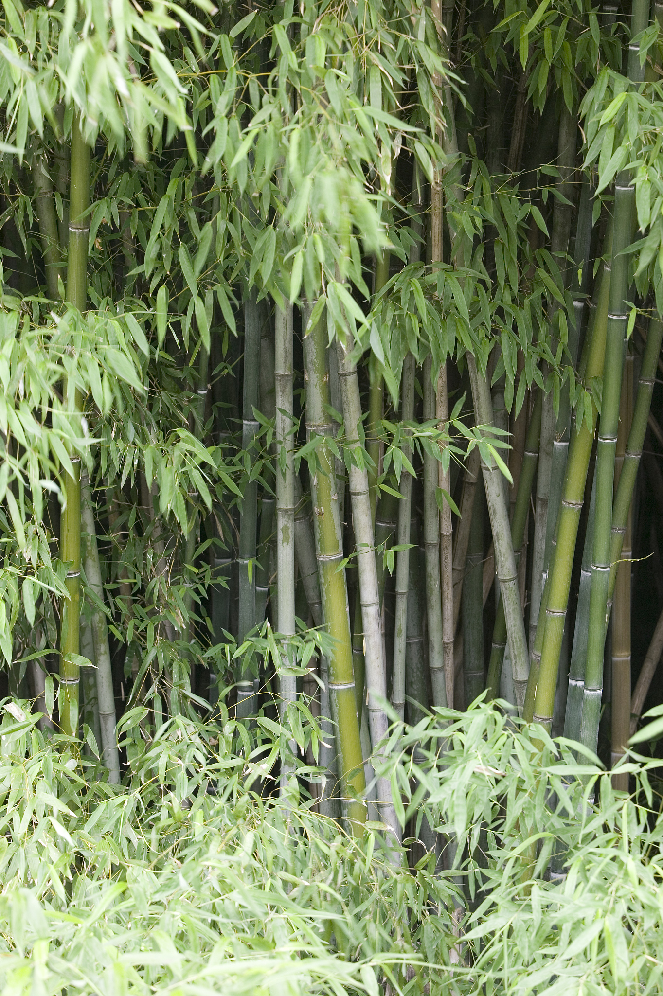 bamboo