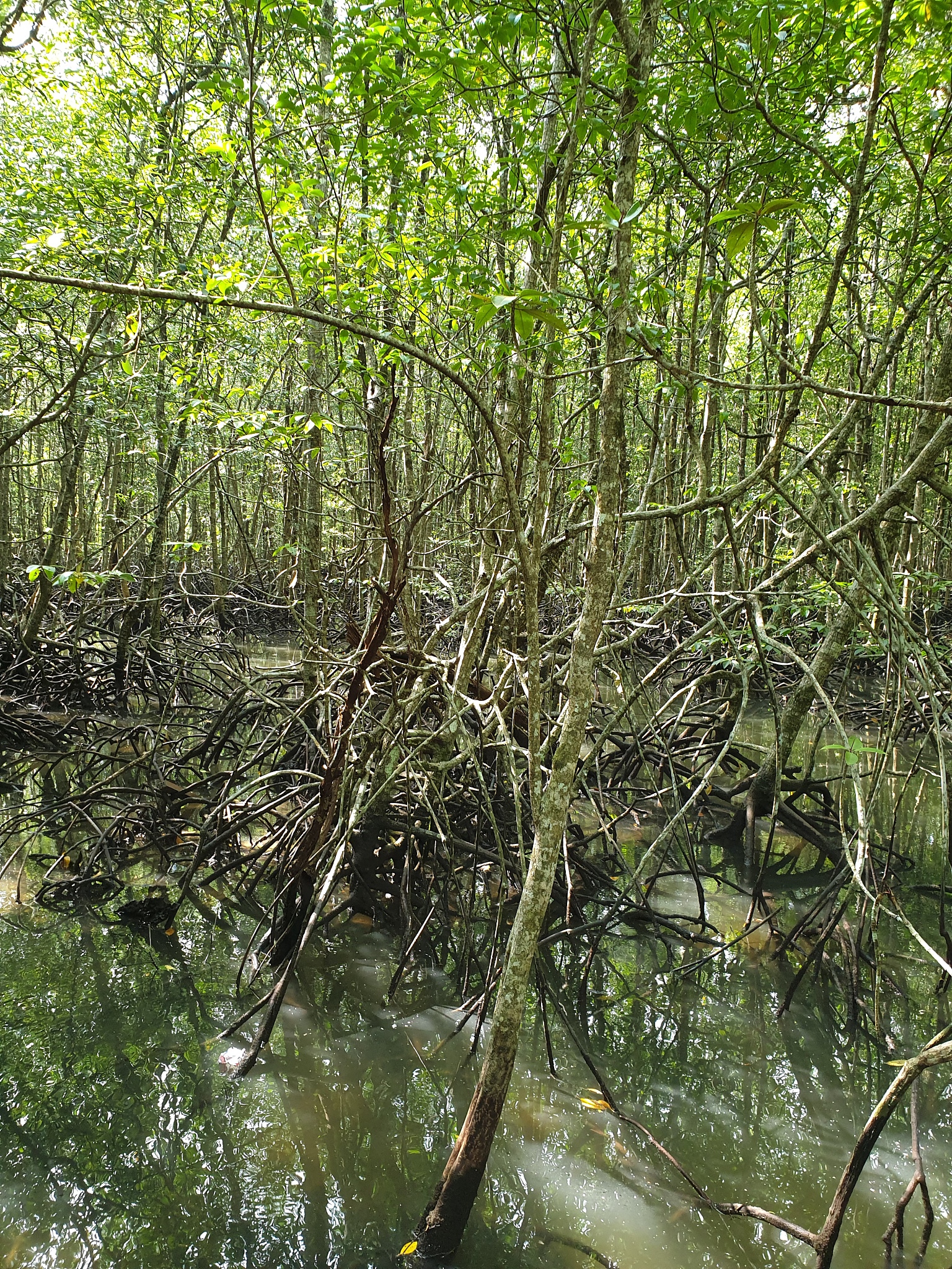 改写语句意思不变：Mazda在现场观测实验中发现红树林的枝叶对海啸波的消能起到了相当重要的作用并给出了植物特征、水深和波浪条件之间的经验公式。