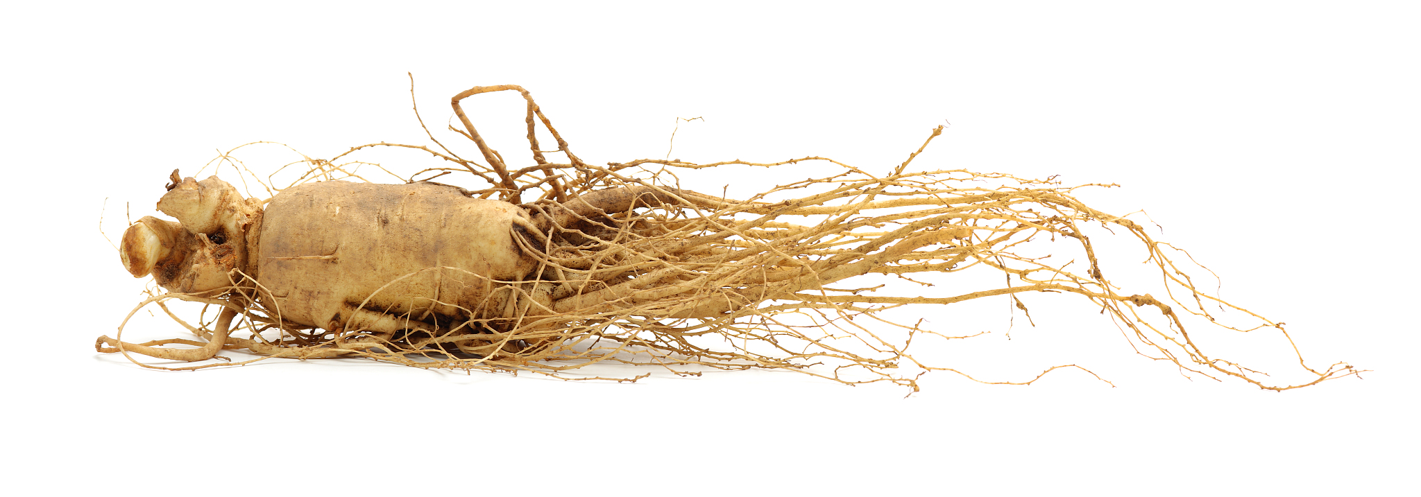 ginseng