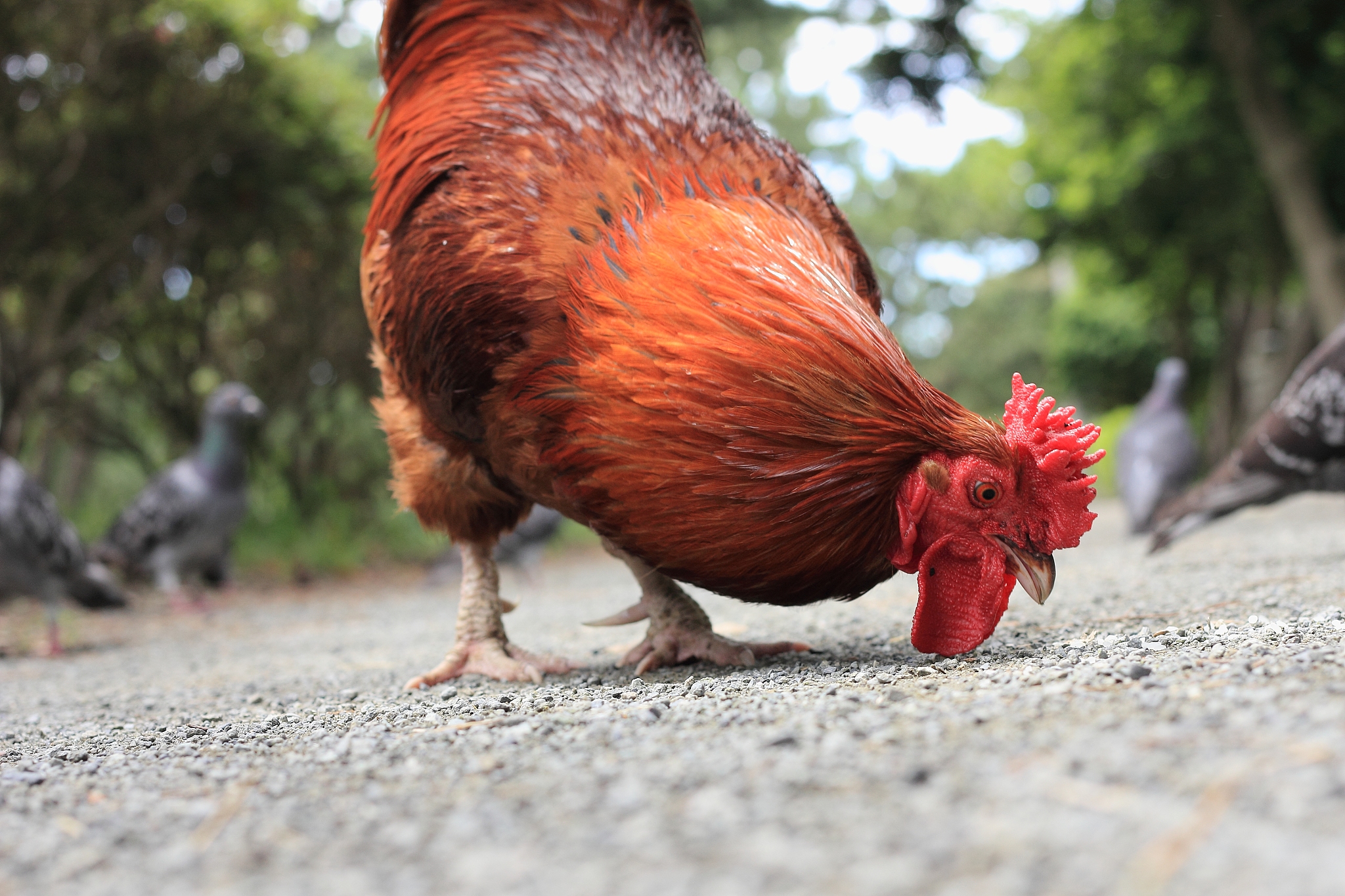 chicken