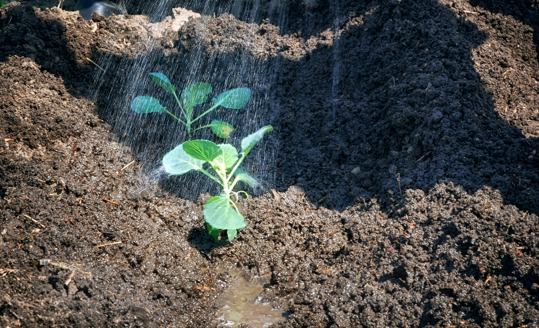 水凝胶的施用可以提高土壤的保水能力改善土壤微生物群落结构改善土壤理化性质缓解土壤干旱胁迫促进作物生长。改写并扩写一下