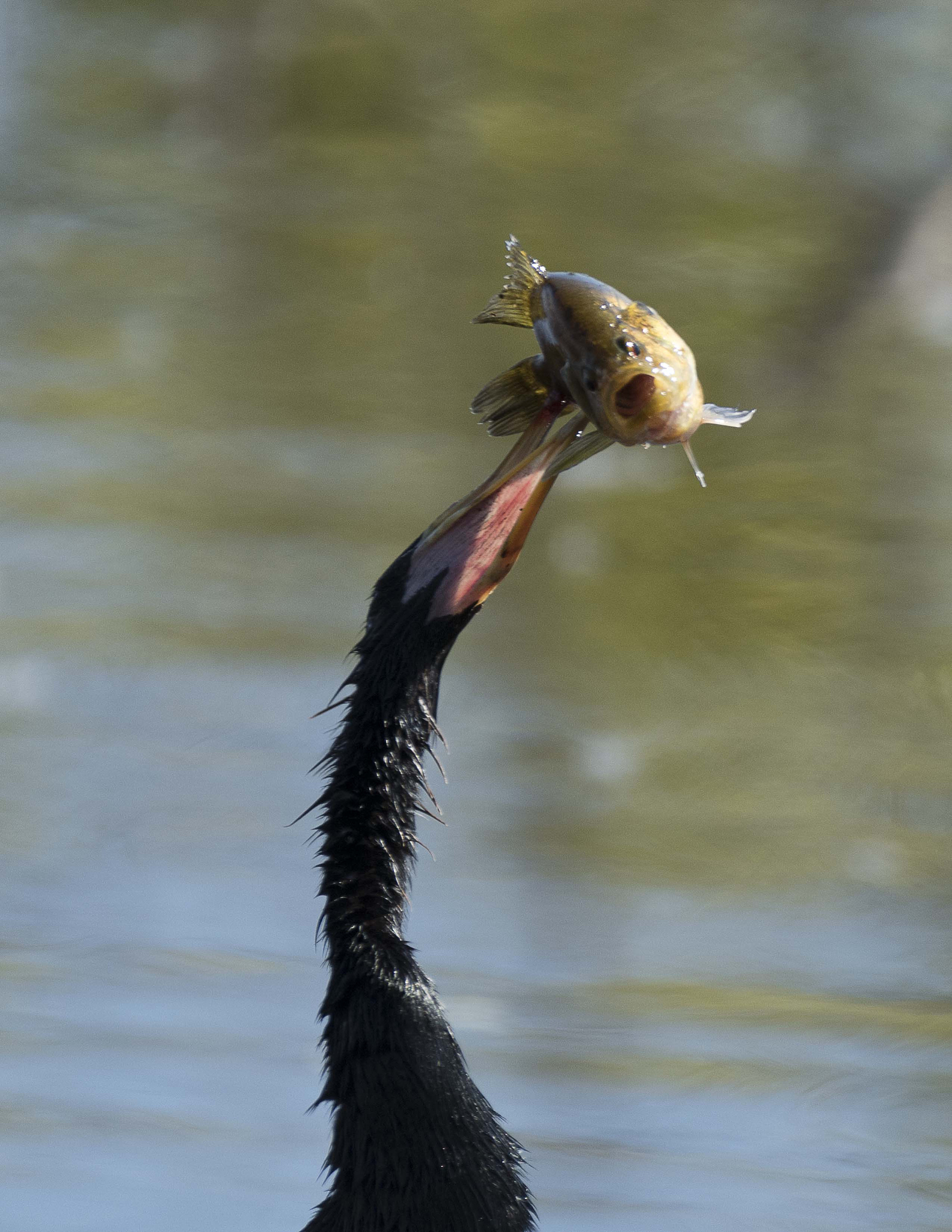 飞禽食性：哪些食物是它们的最爱？