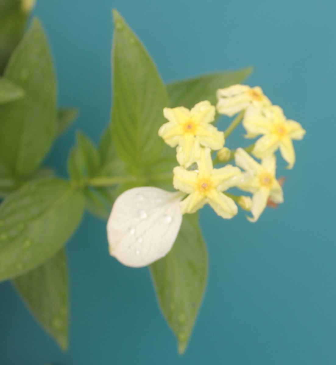 黄木香花香气浓，美好心情期待发财诗