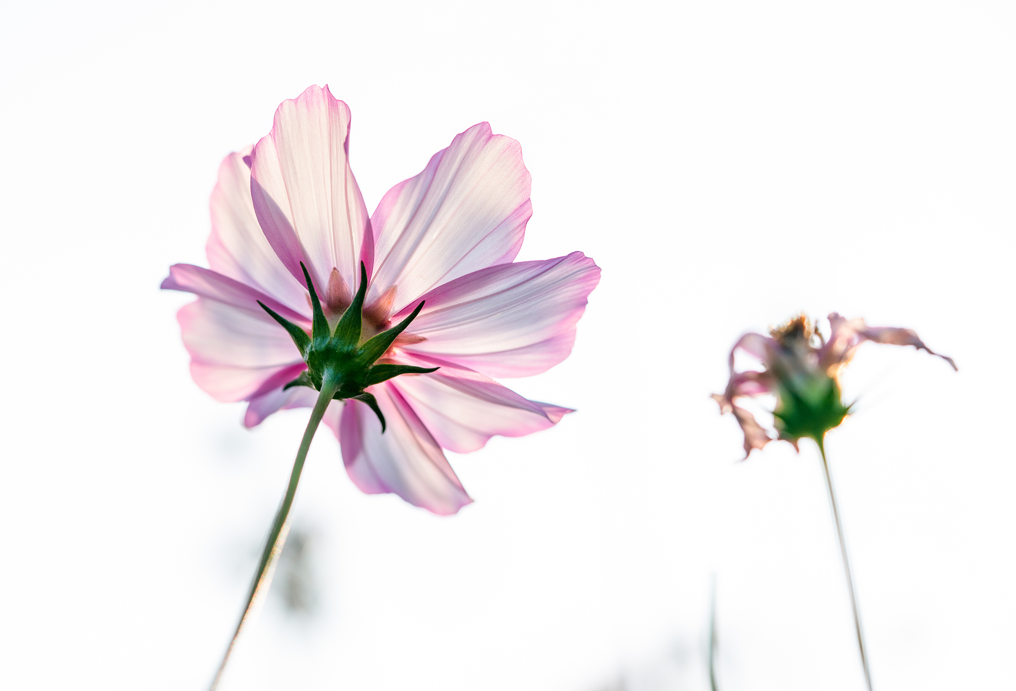 要求：写一首古诗词情话句句不提爱又句句都是爱