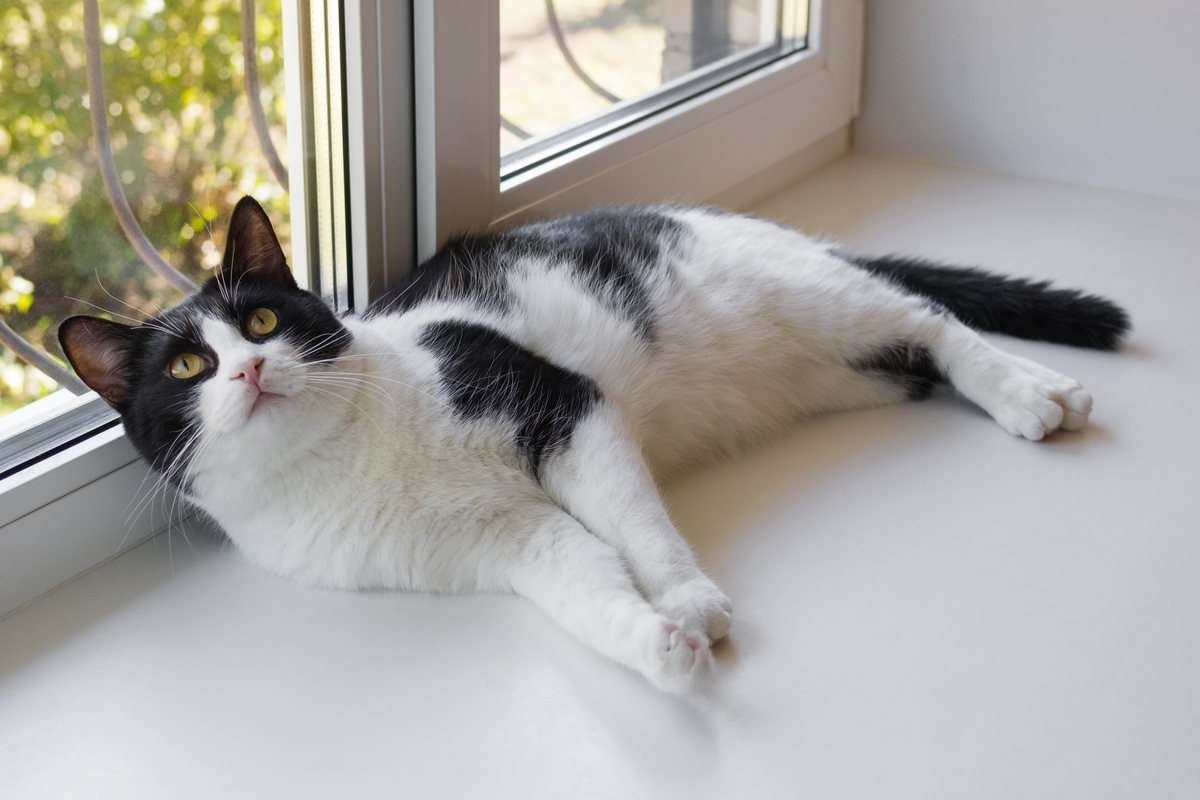 2个月小猫独自待多久合适？详细指南！