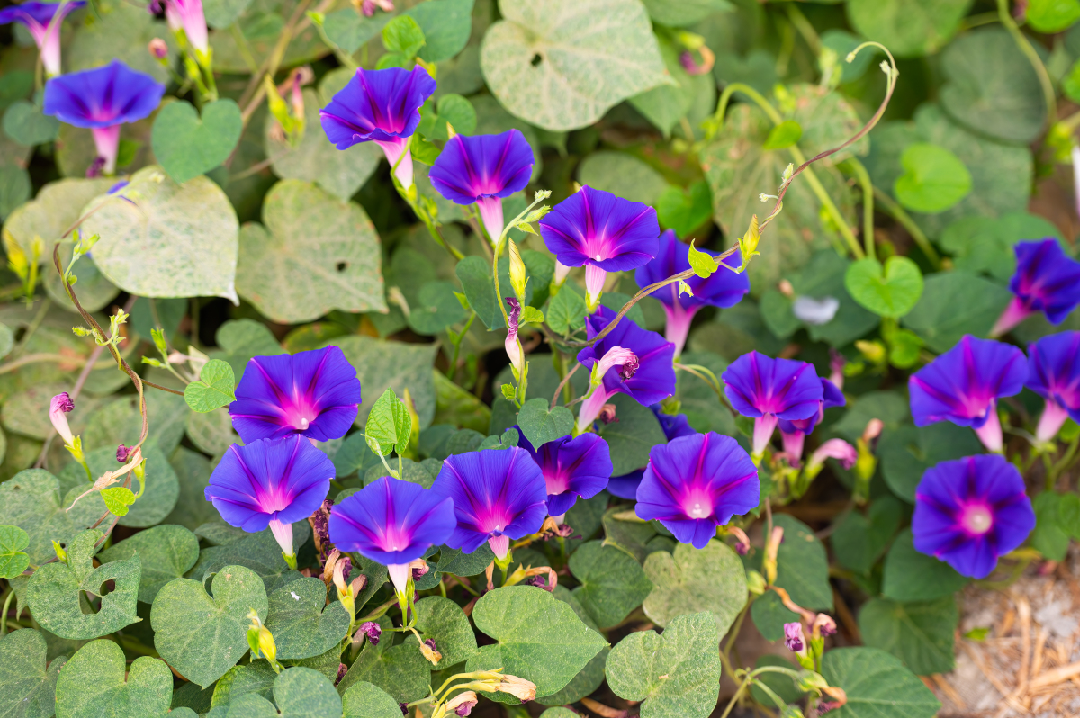 打造阳台花海:牵牛花爬藤全攻略