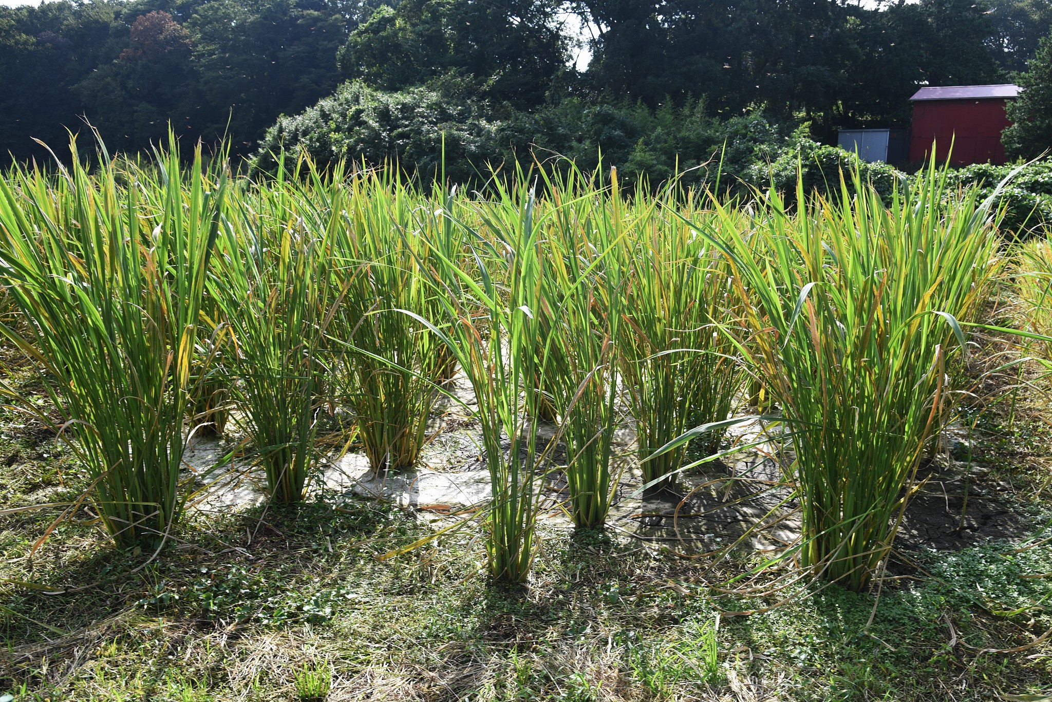 wild rice stem cultivation