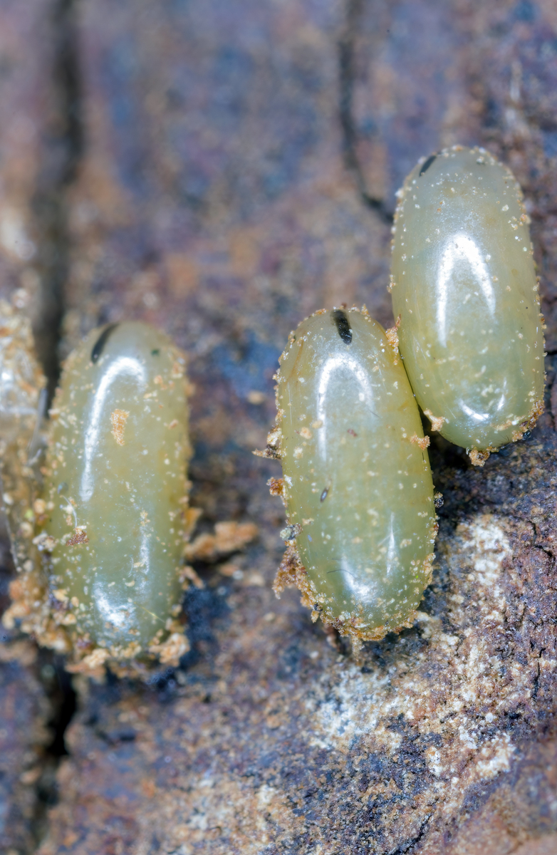 树皮上的蚜虫属(stomaphis)<strong>卵</strong>