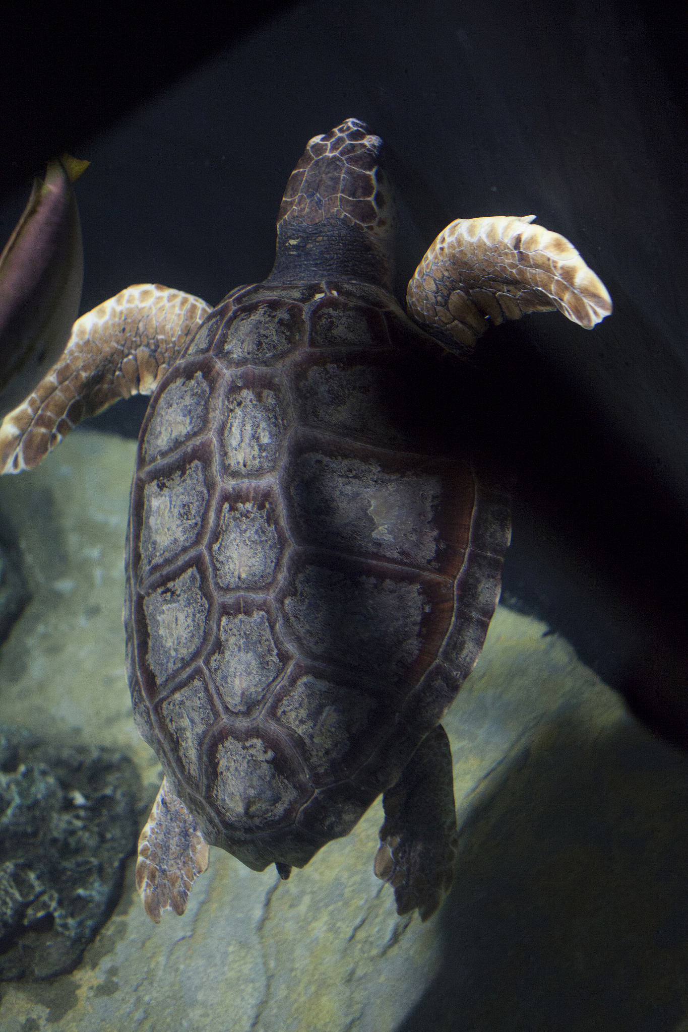 sea ??turtle in an aquarium