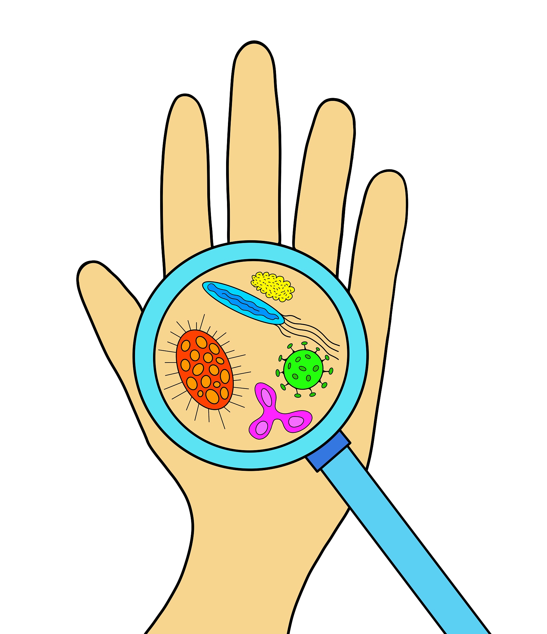 手部与手机触摸屏微生物菌群对比实验