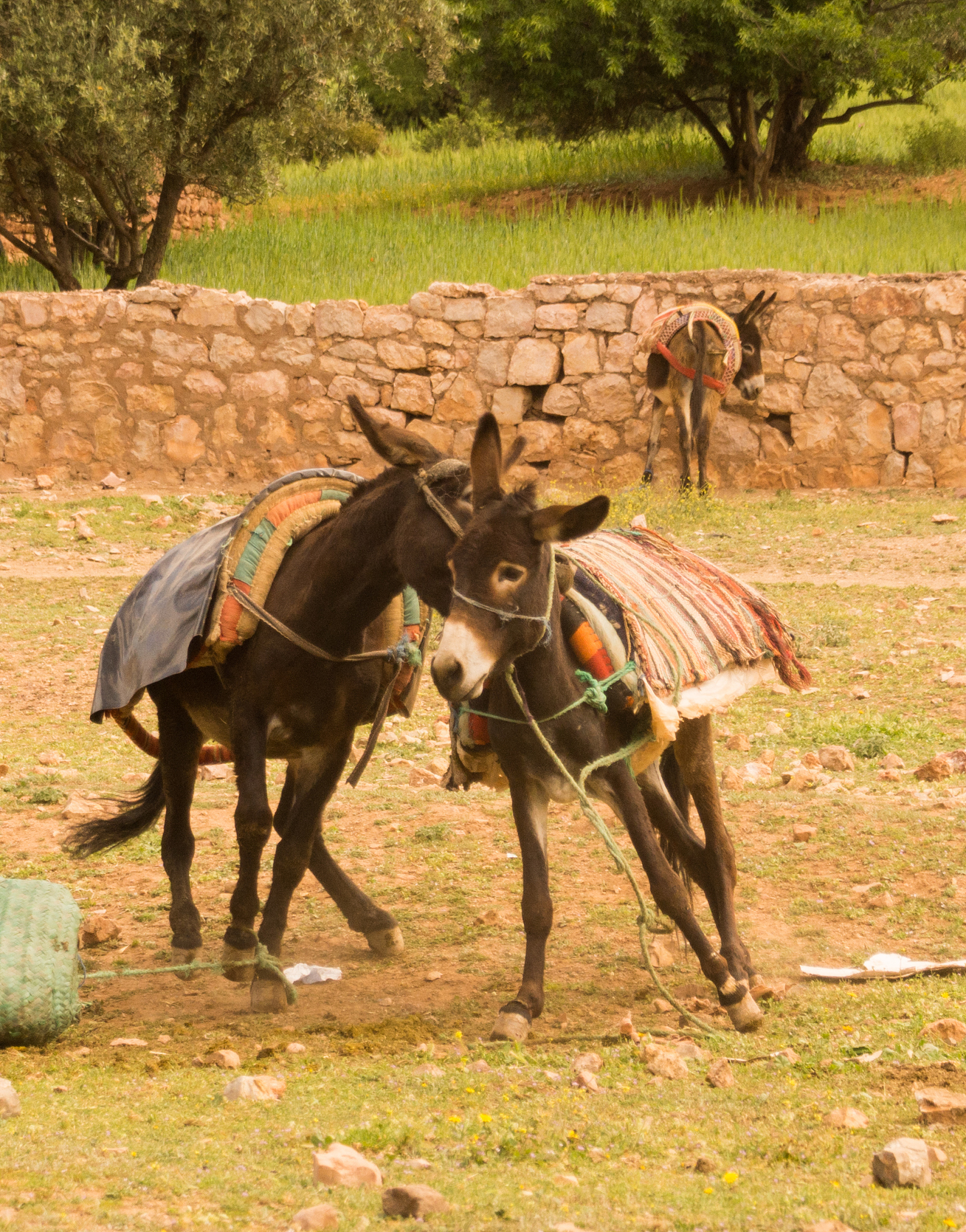 donkeys fight