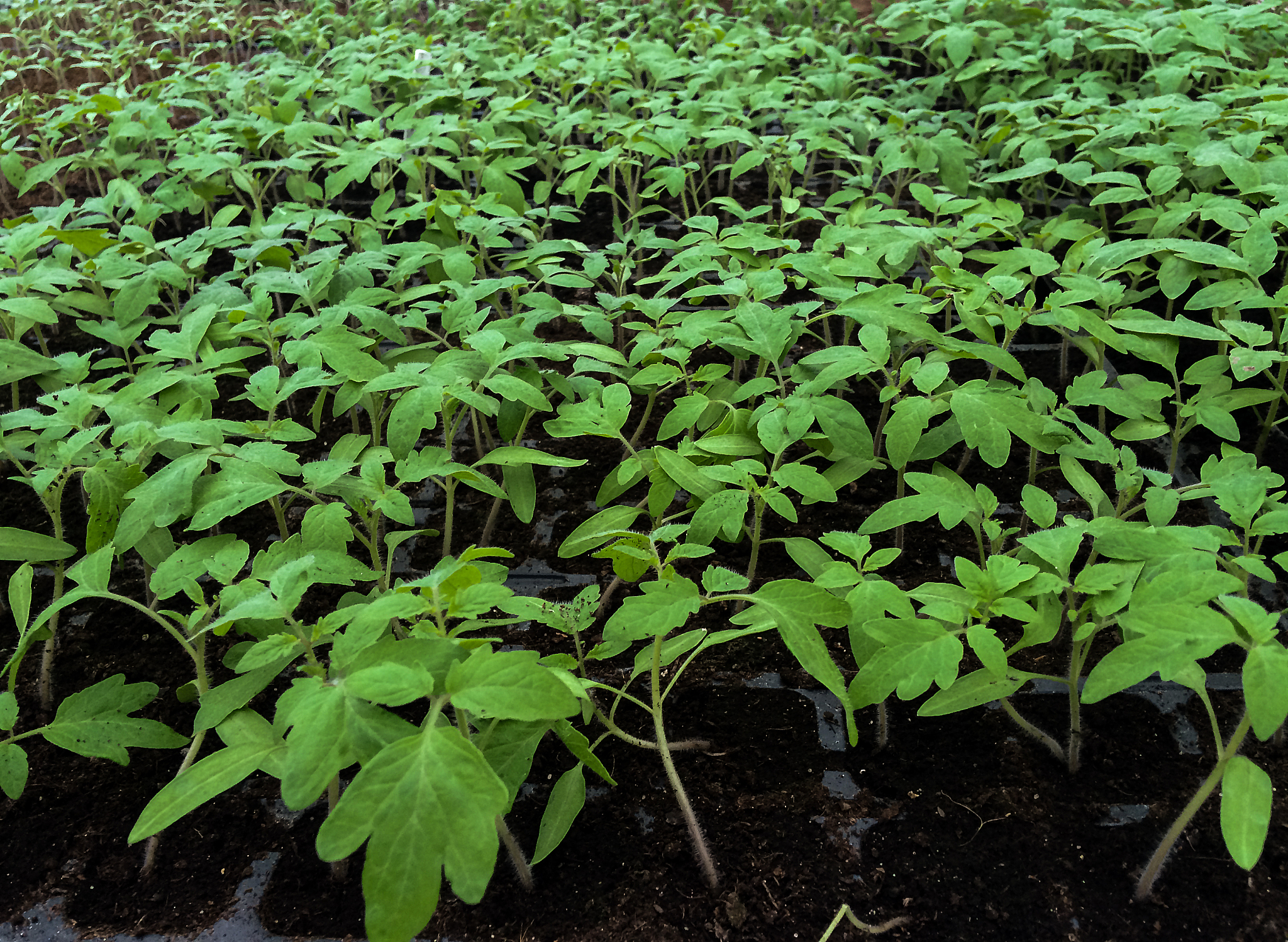 seedlings growing in peat moss and compost pots