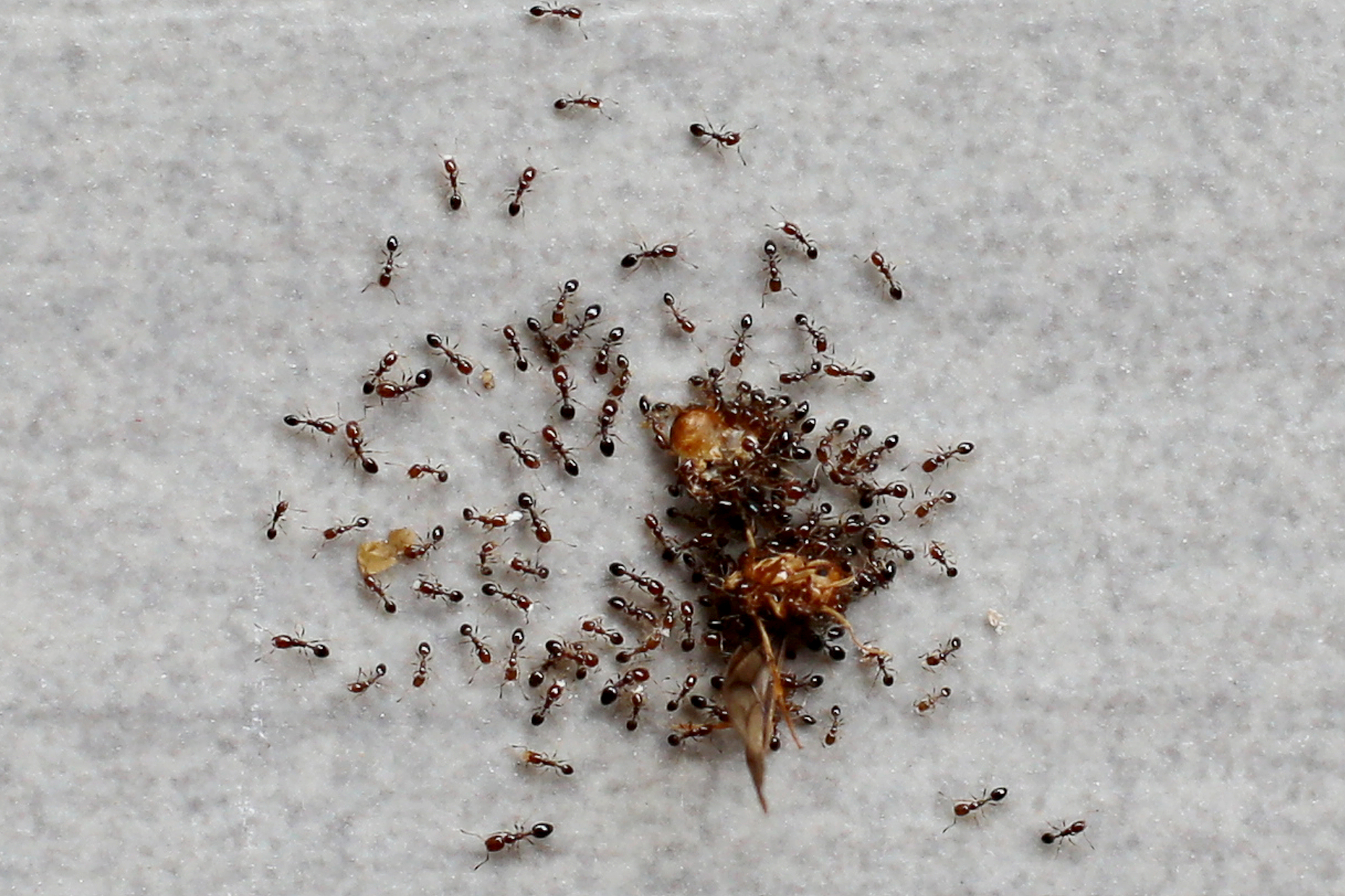 family of ants