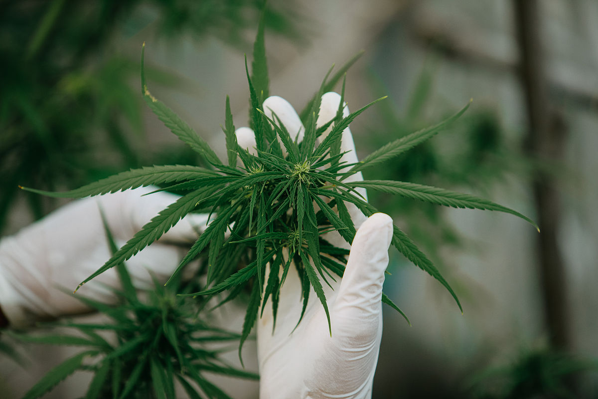 黔西南民族职业技术学院中草药栽培与加工技术专业课程设置有哪些