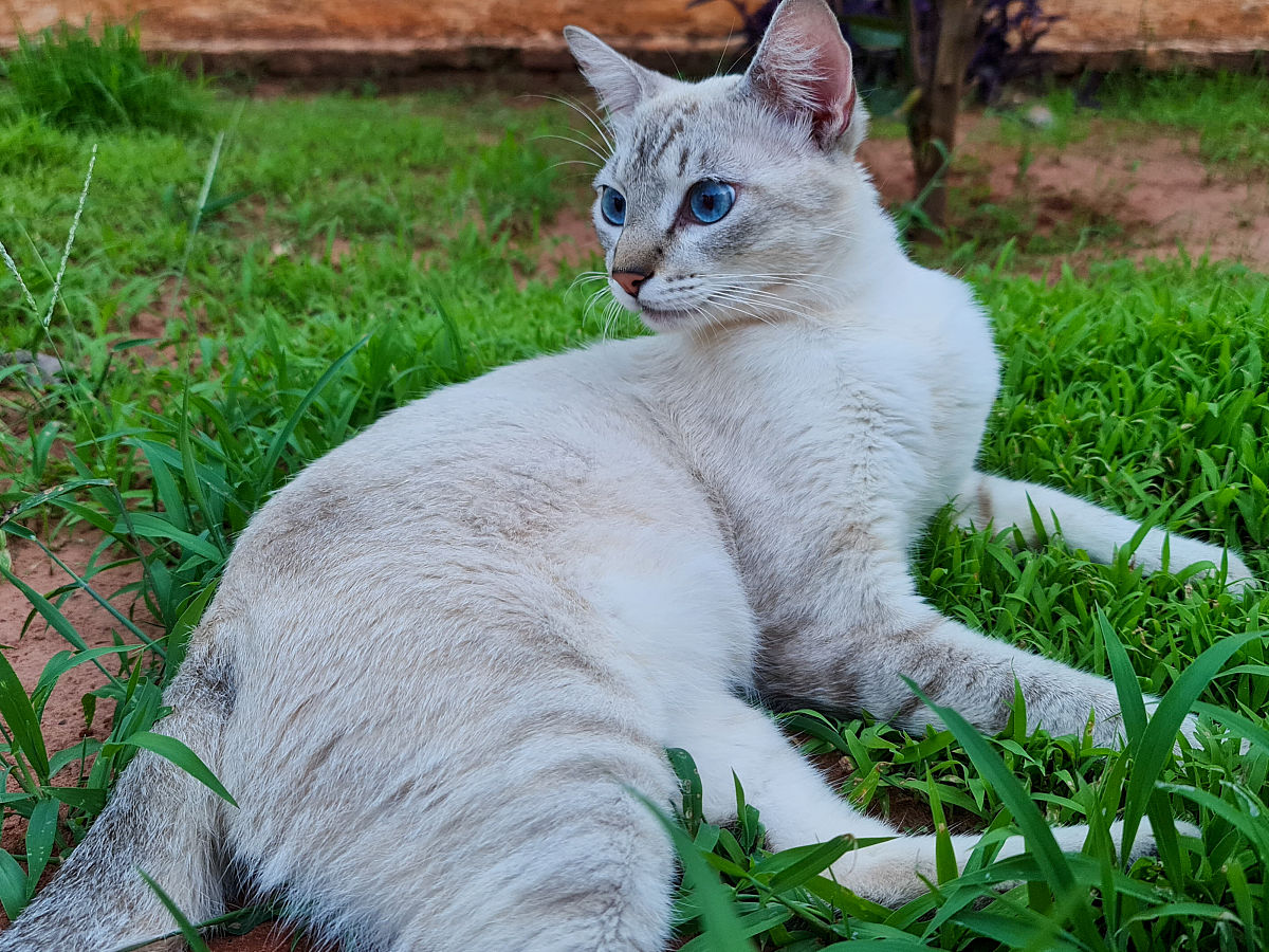 <strong>猫</strong>
