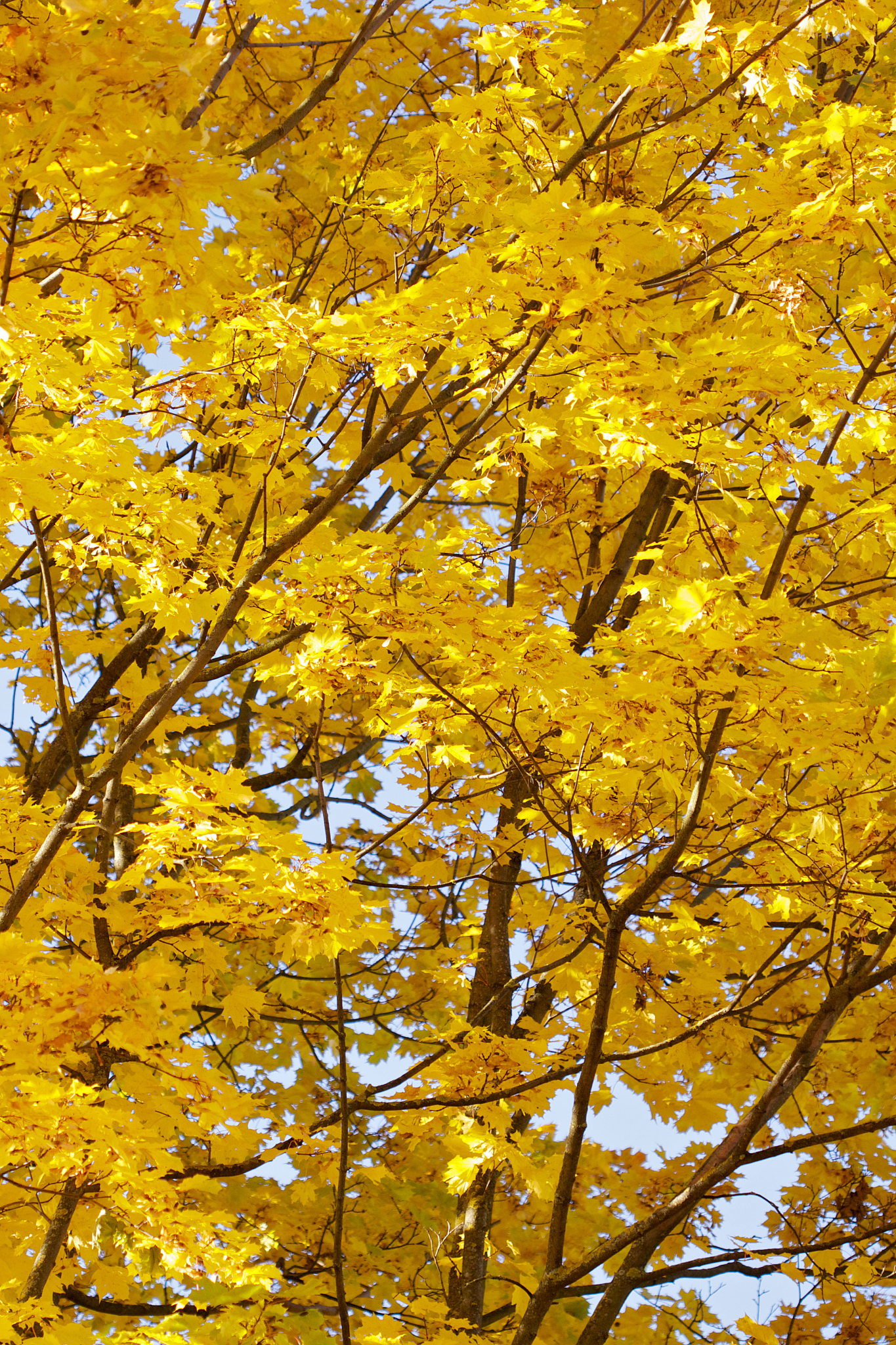 年年康银杏叶精：提供卓越效果的真实护理选择