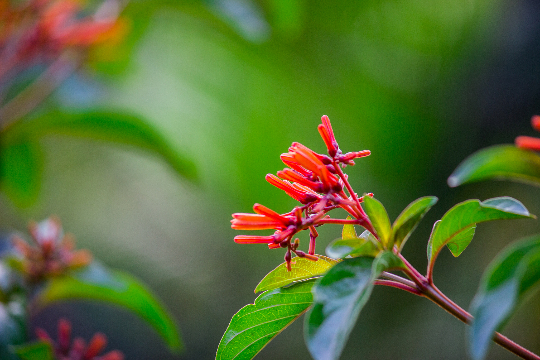 写个带钰茜三个字的诗