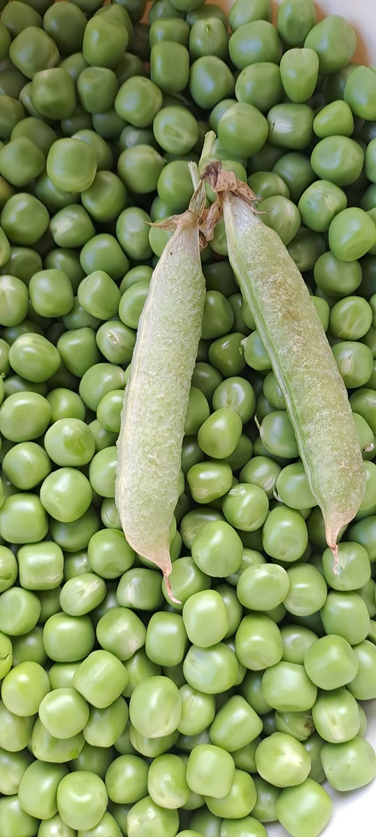 青兰花豆的功效与作用，